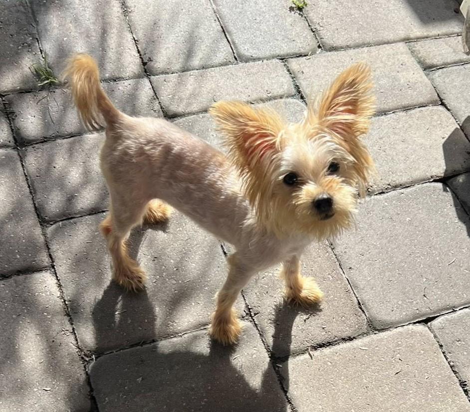 Enlarge Misty, a Adopted Yorkshire Terrier in Oakland Park, FL image 1/6