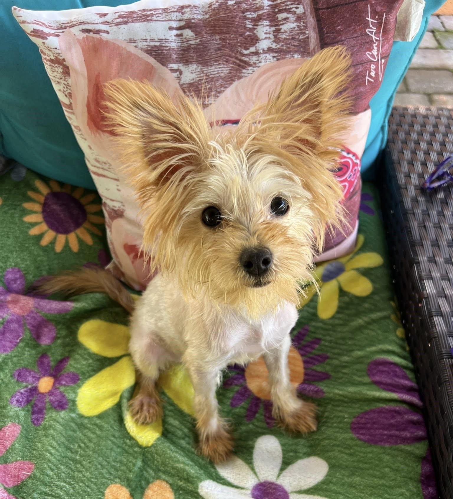 Enlarge Misty, a Adopted Yorkshire Terrier in Oakland Park, FL image 2/6