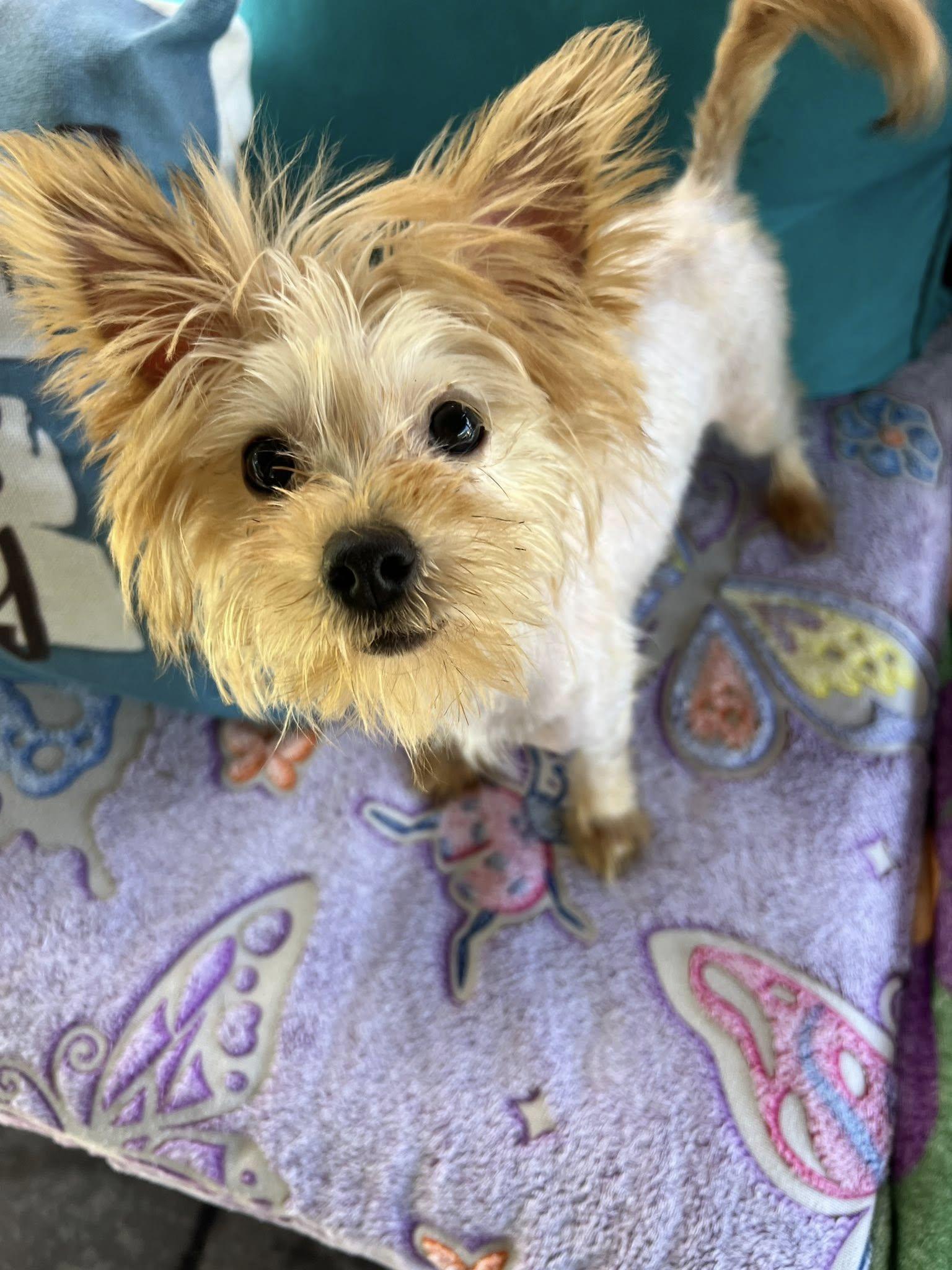 Enlarge Misty, a Adopted Yorkshire Terrier in Oakland Park, FL image 3/6
