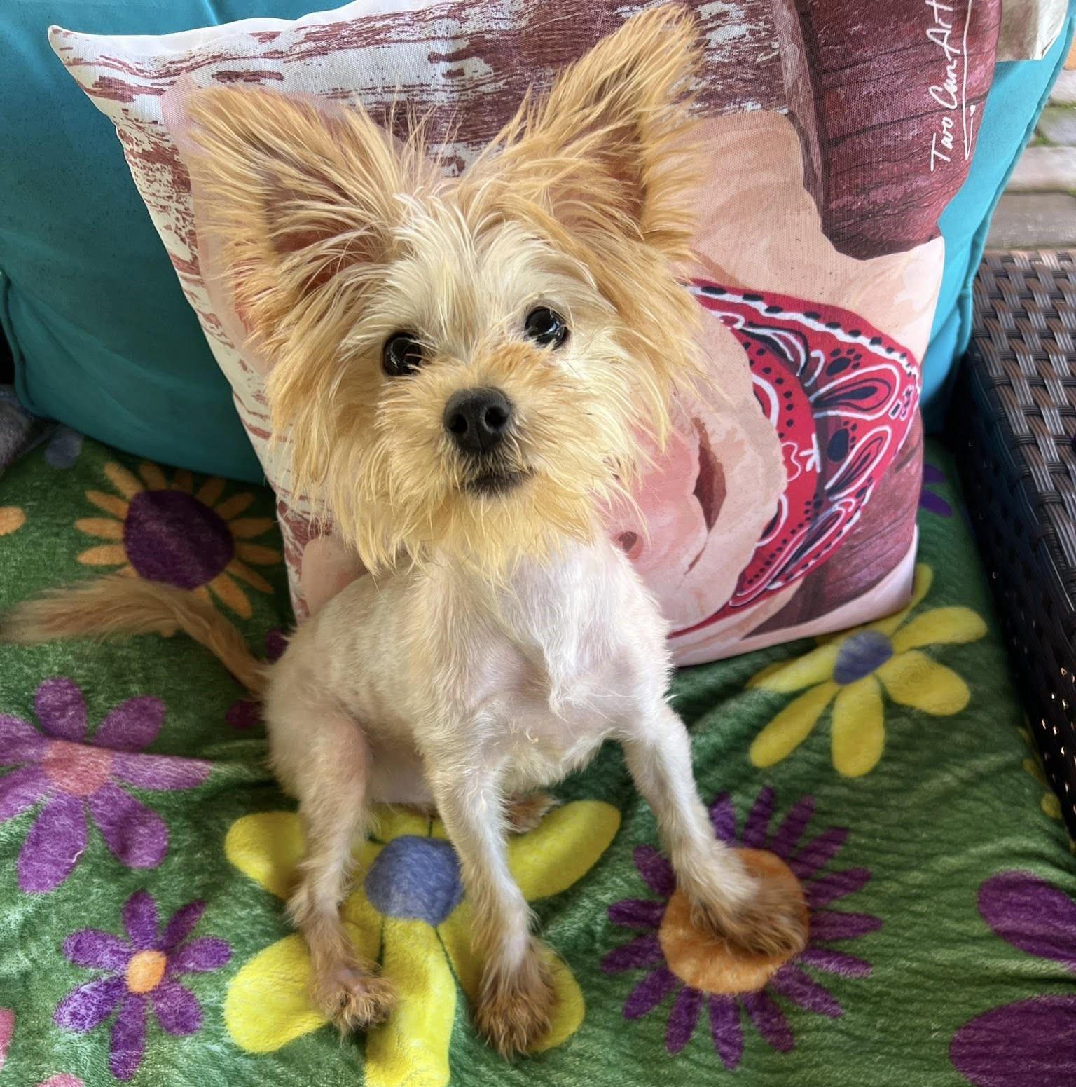 Enlarge Misty, a Adopted Yorkshire Terrier in Oakland Park, FL image 4/6