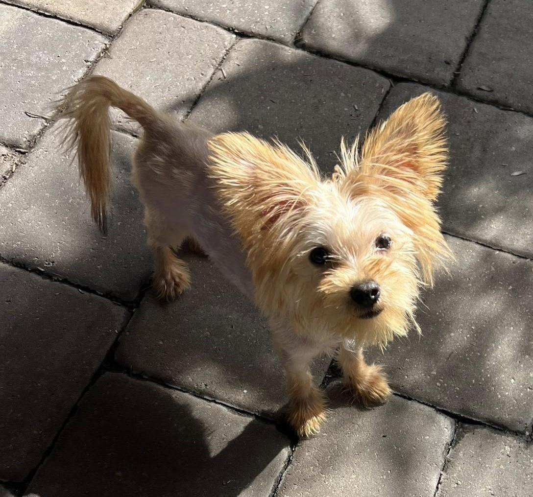 Misty, Adopted, Puppy Female Yorkshire Terrier.
