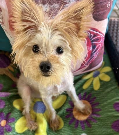 Enlarge Misty, a Adopted Yorkshire Terrier in Oakland Park, FL image 6/6