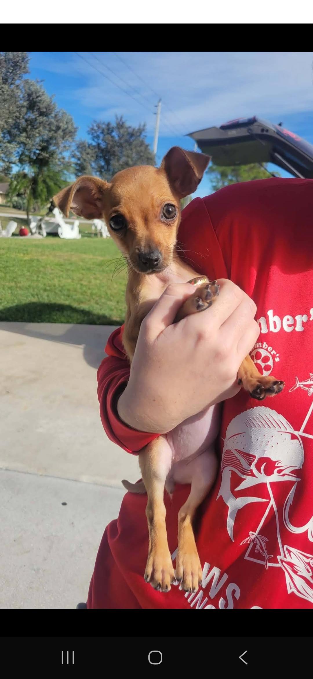 Periwinkle , ADOPTABLE, Puppy Female Chihuahua & Miniature Dachshund.