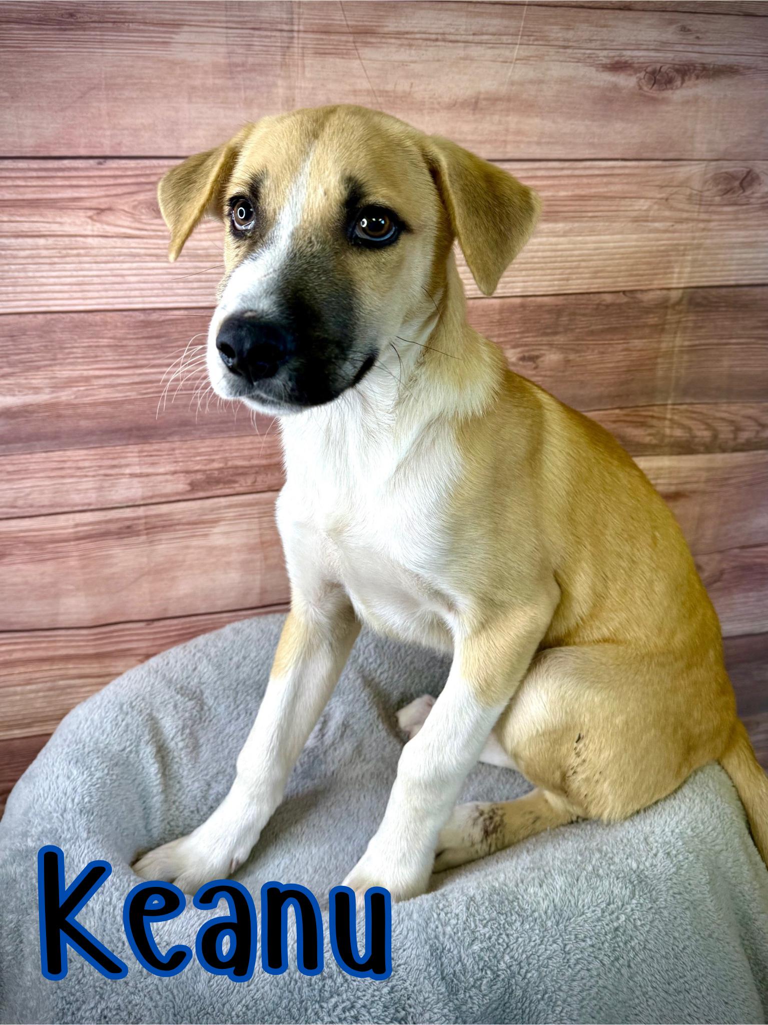 Enlarge Keanu, a Adoptable mixed breed in Comfort, TX image 1/1