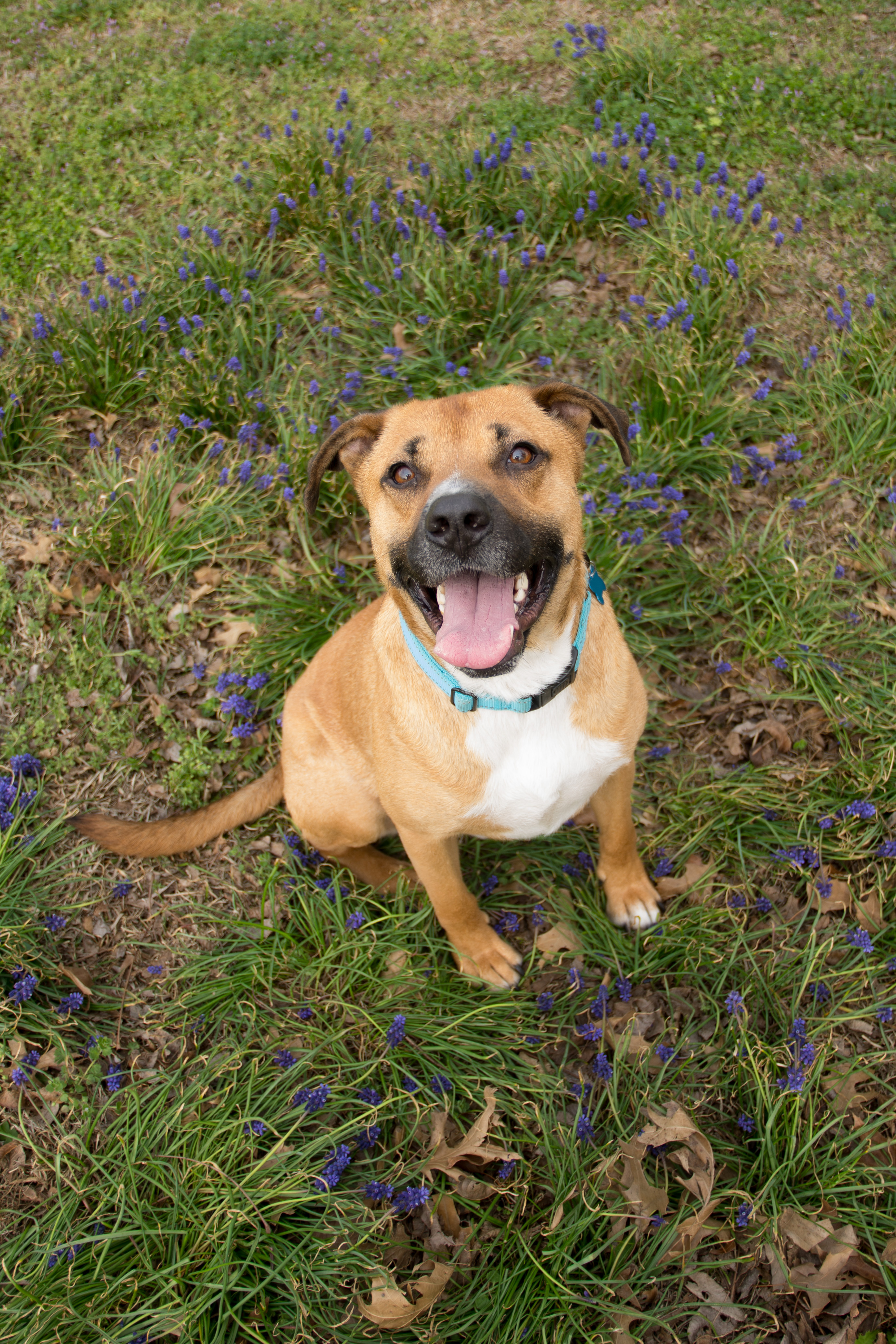 GRADY, Adoptable, Adult Male Black Mouth Cur.