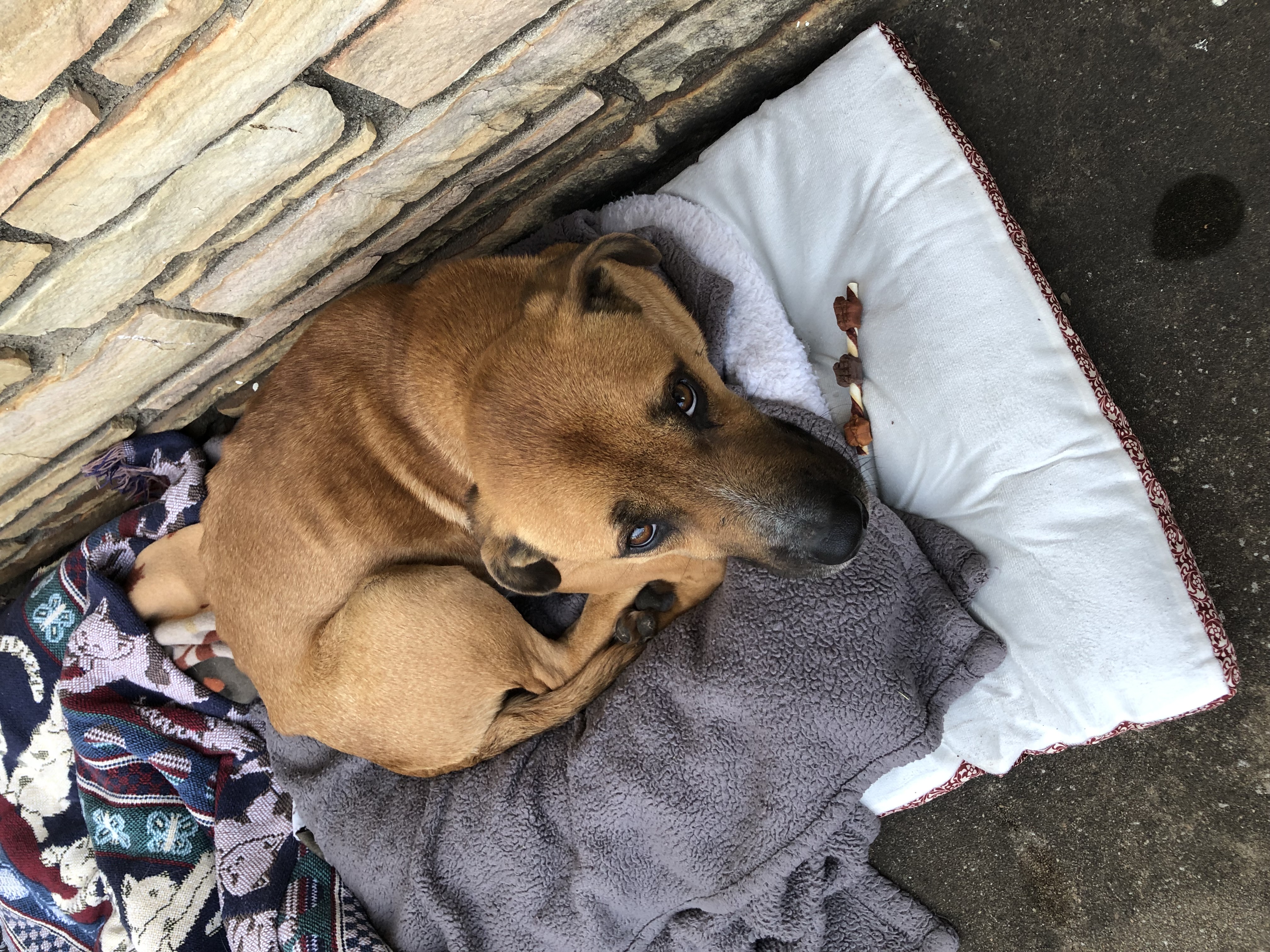 Enlarge GRADY, a Adoptable Black Mouth Cur in TULSA, OK image 10/13