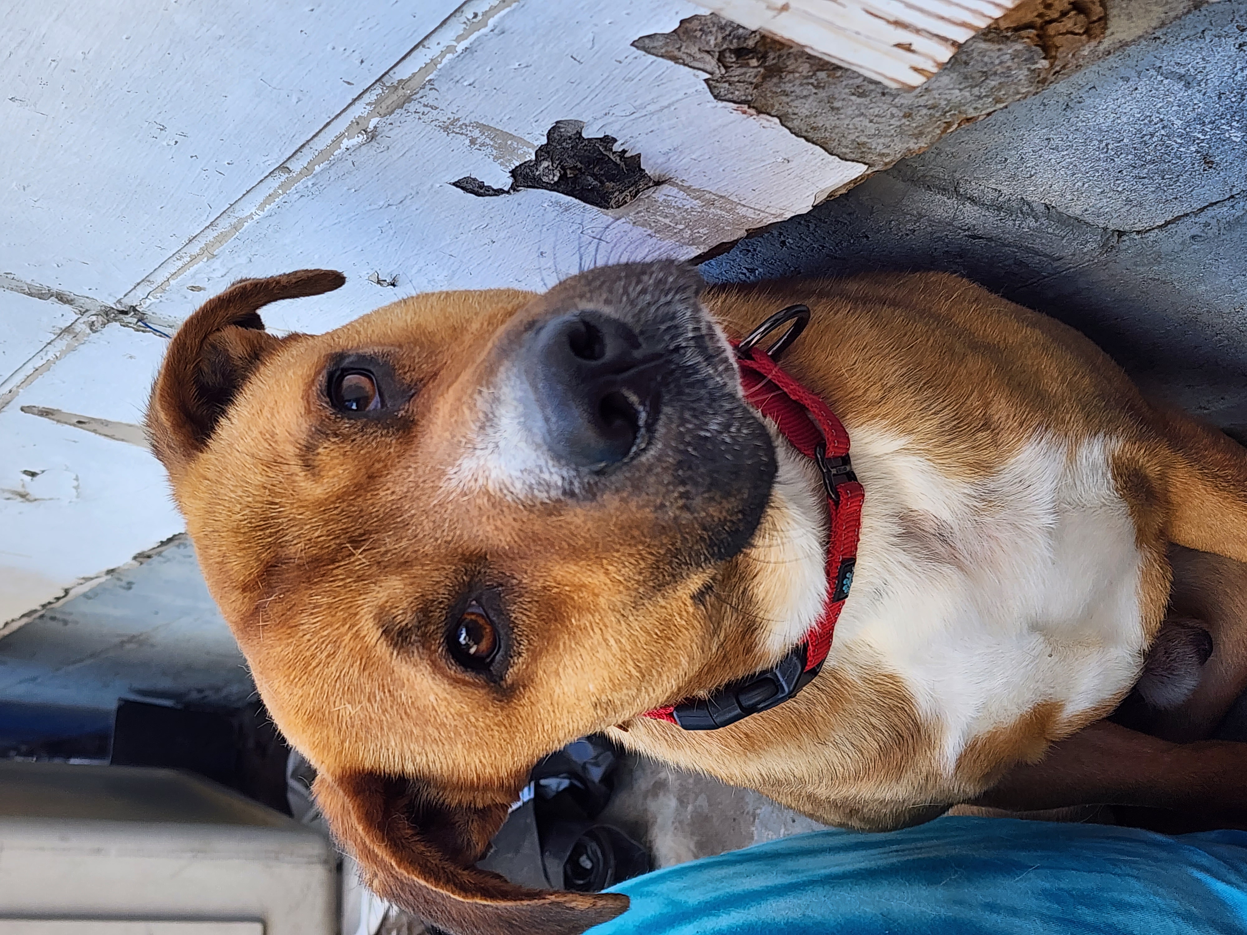 Enlarge GRADY, a Adoptable Black Mouth Cur in TULSA, OK image 12/13