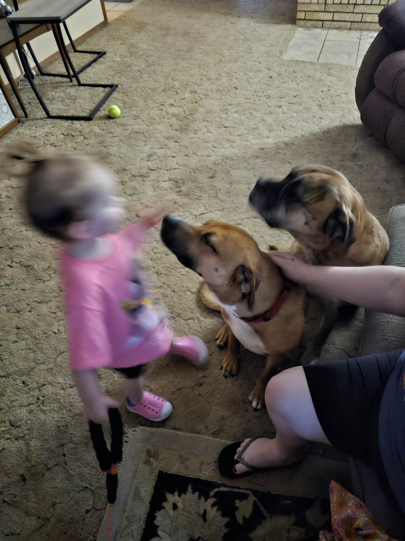 Enlarge GRADY, a Adoptable Black Mouth Cur in TULSA, OK image 11/13