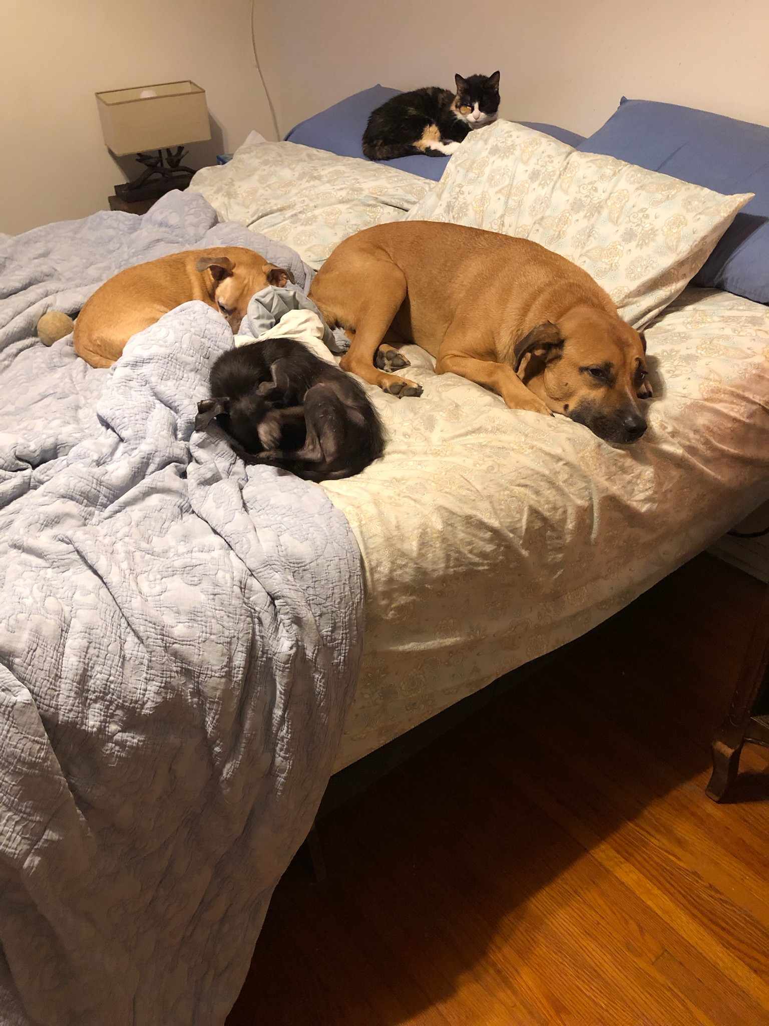 Enlarge GRADY, a Adoptable Black Mouth Cur in TULSA, OK image 9/13