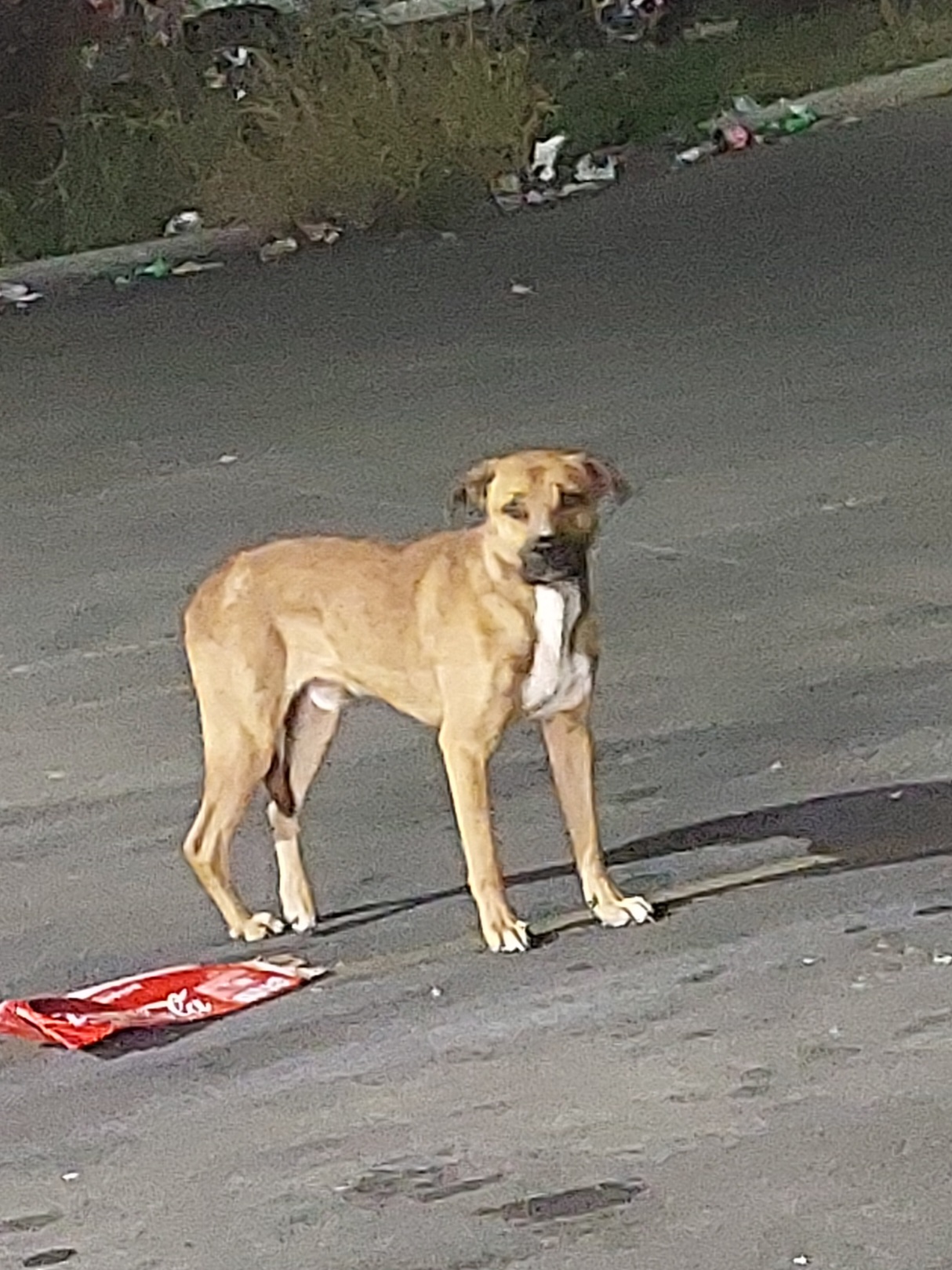 Enlarge GRADY, a Adoptable Black Mouth Cur in TULSA, OK image 13/13