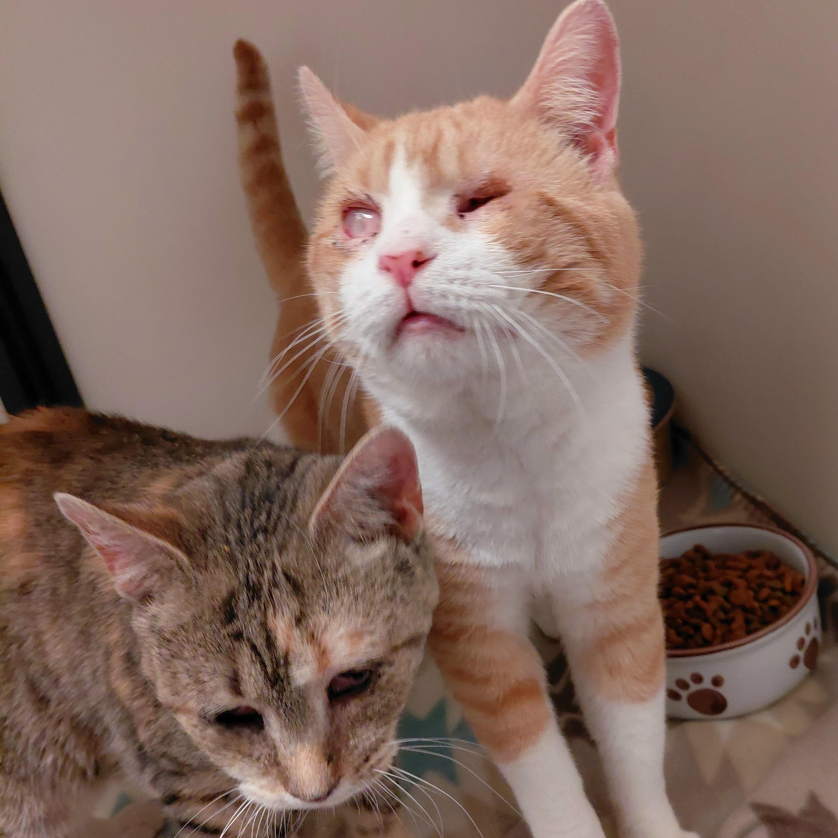 Confucius, Adoptable, Senior Male Domestic Short Hair.