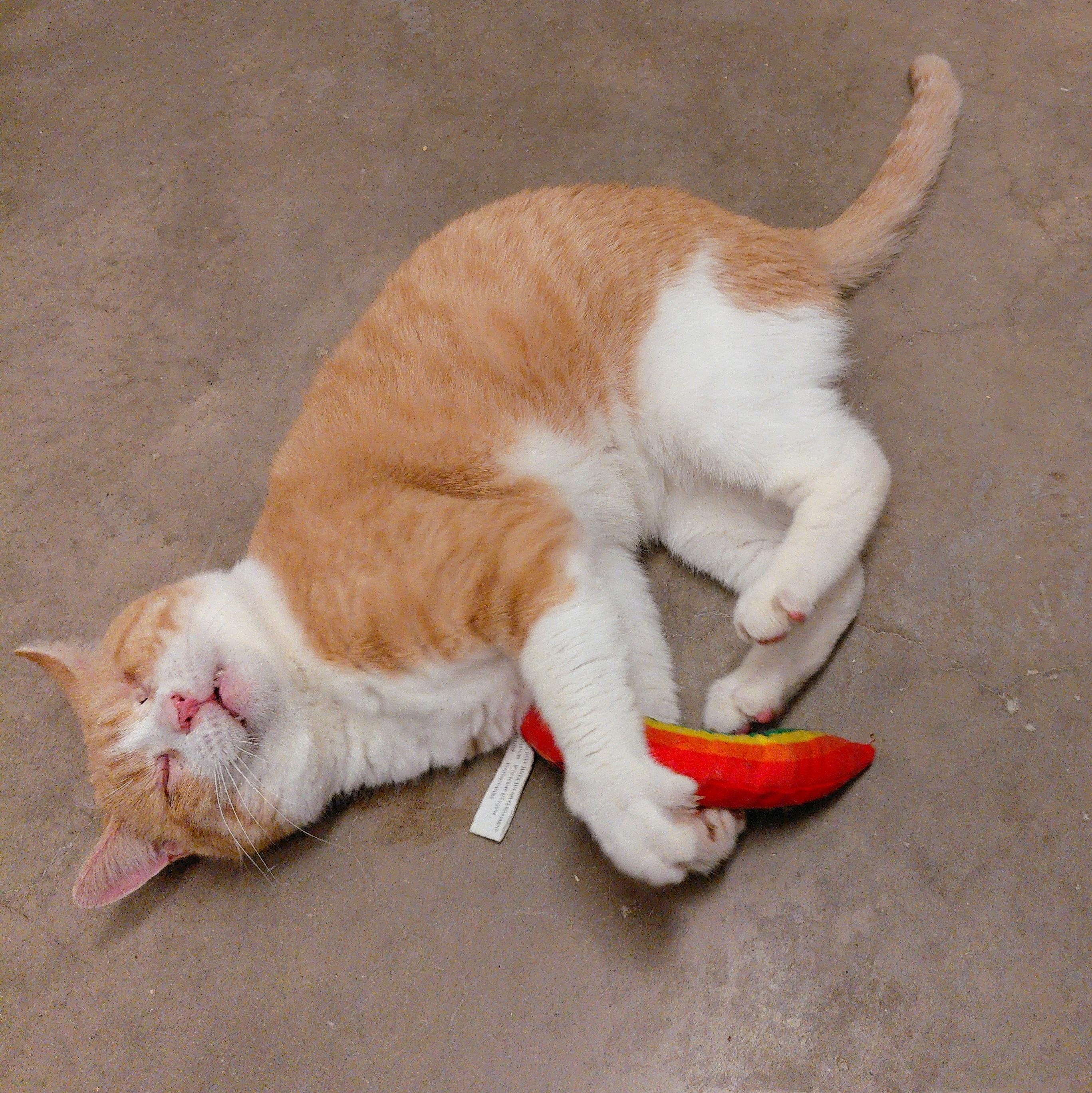 Enlarge Confucius, a Adoptable Domestic Short Hair in Stanley, VA image 2/5