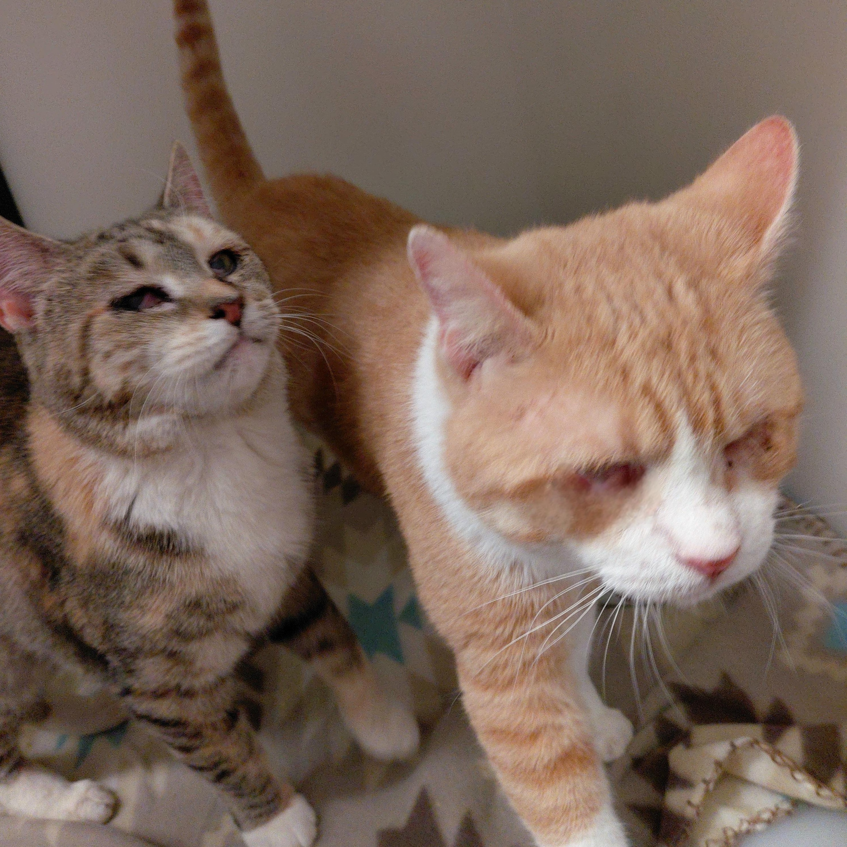 Enlarge Confucius, a Adoptable Domestic Short Hair in Stanley, VA image 3/5