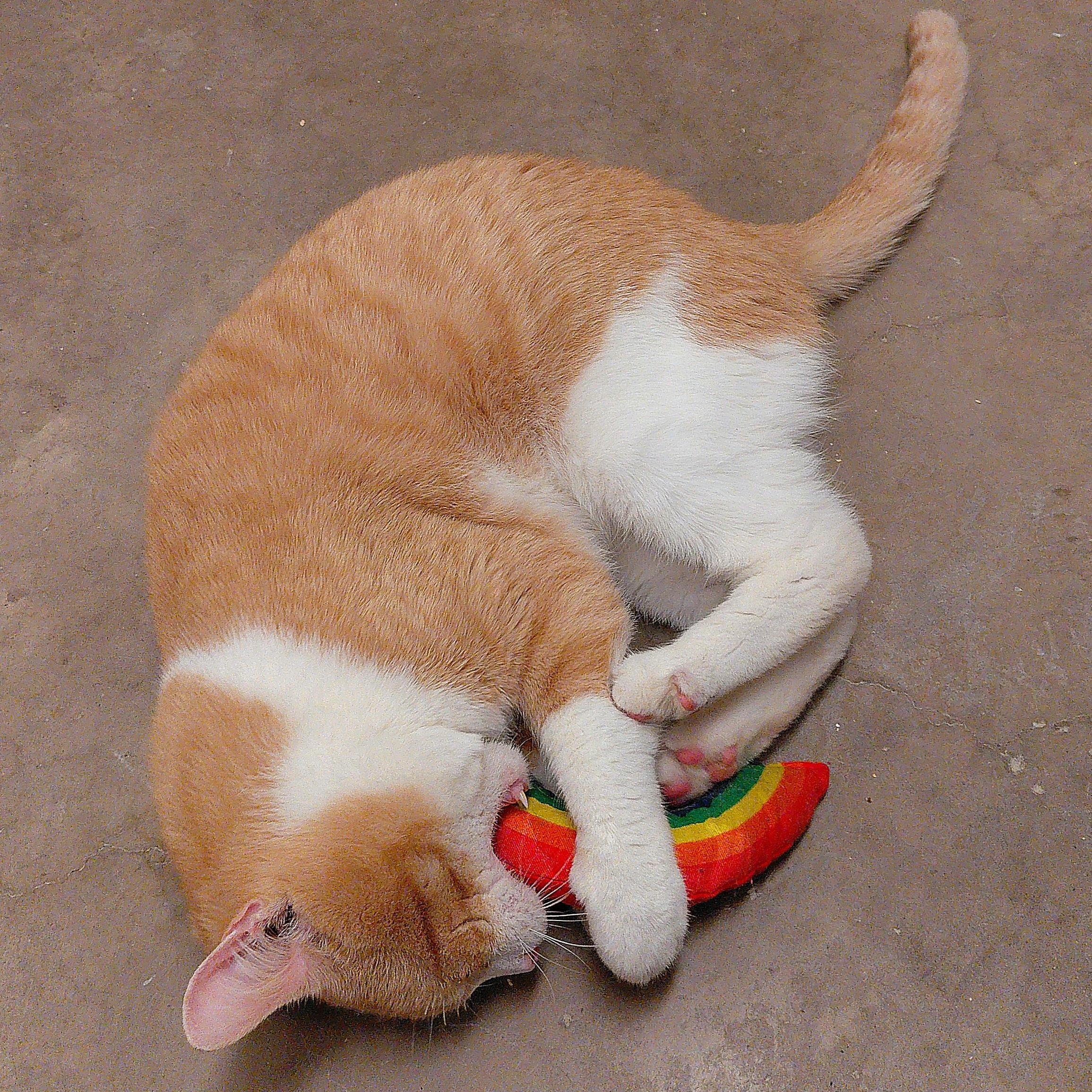 Enlarge Confucius, a Adoptable Domestic Short Hair in Stanley, VA image 4/5