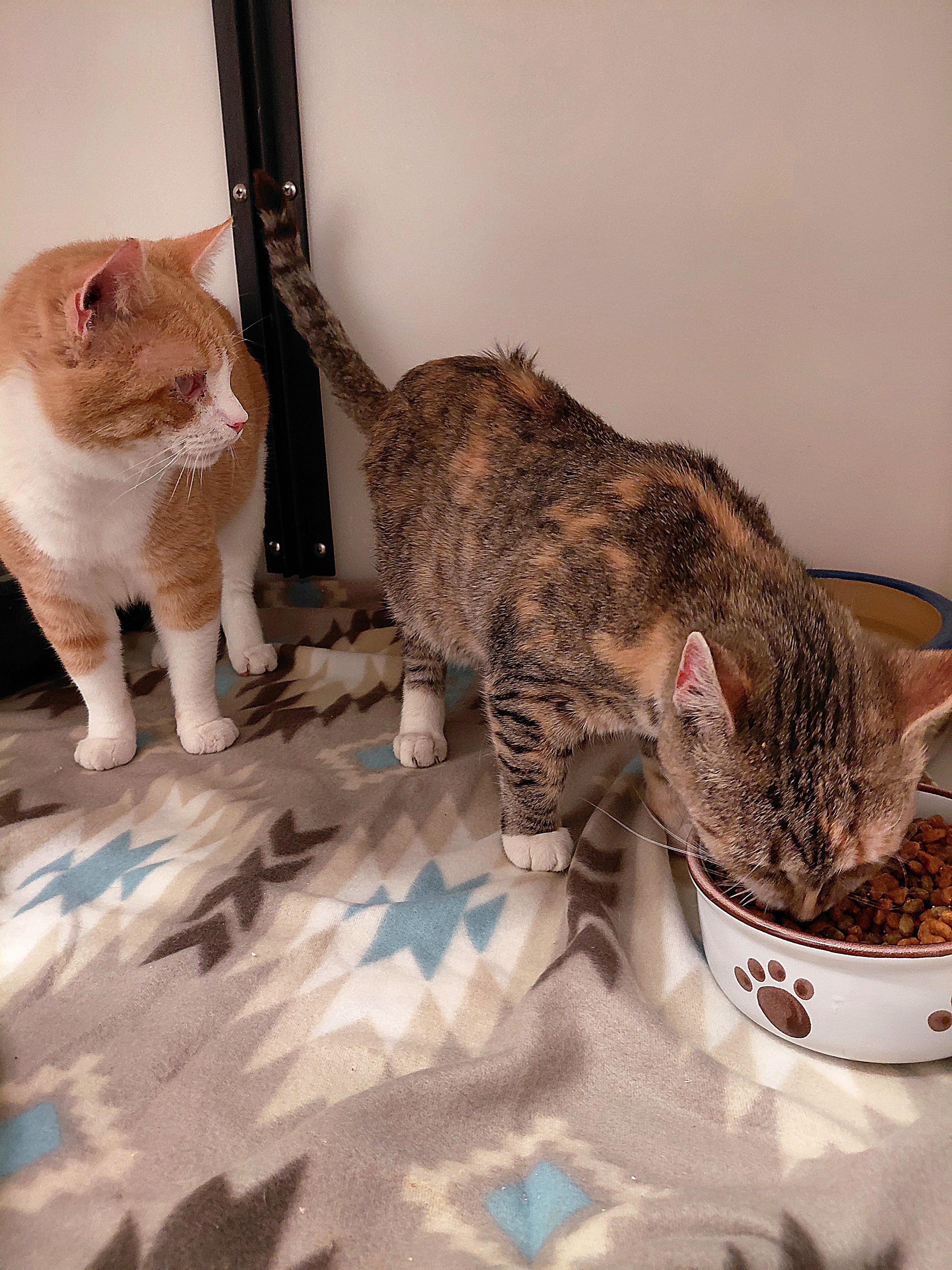 Enlarge Confucius, a Adoptable Domestic Short Hair in Stanley, VA image 5/5