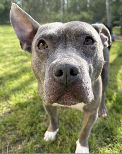 Douglas 63-26, Adoptable, Adult Male Pit Bull Terrier & Mixed Breed.