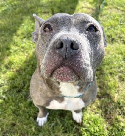 Enlarge Douglas 63-26, a Adoptable mixed breed in Cumming, GA image 2/3