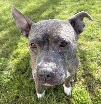 Enlarge Douglas 63-26, a Adoptable mixed breed in Cumming, GA image 3/3