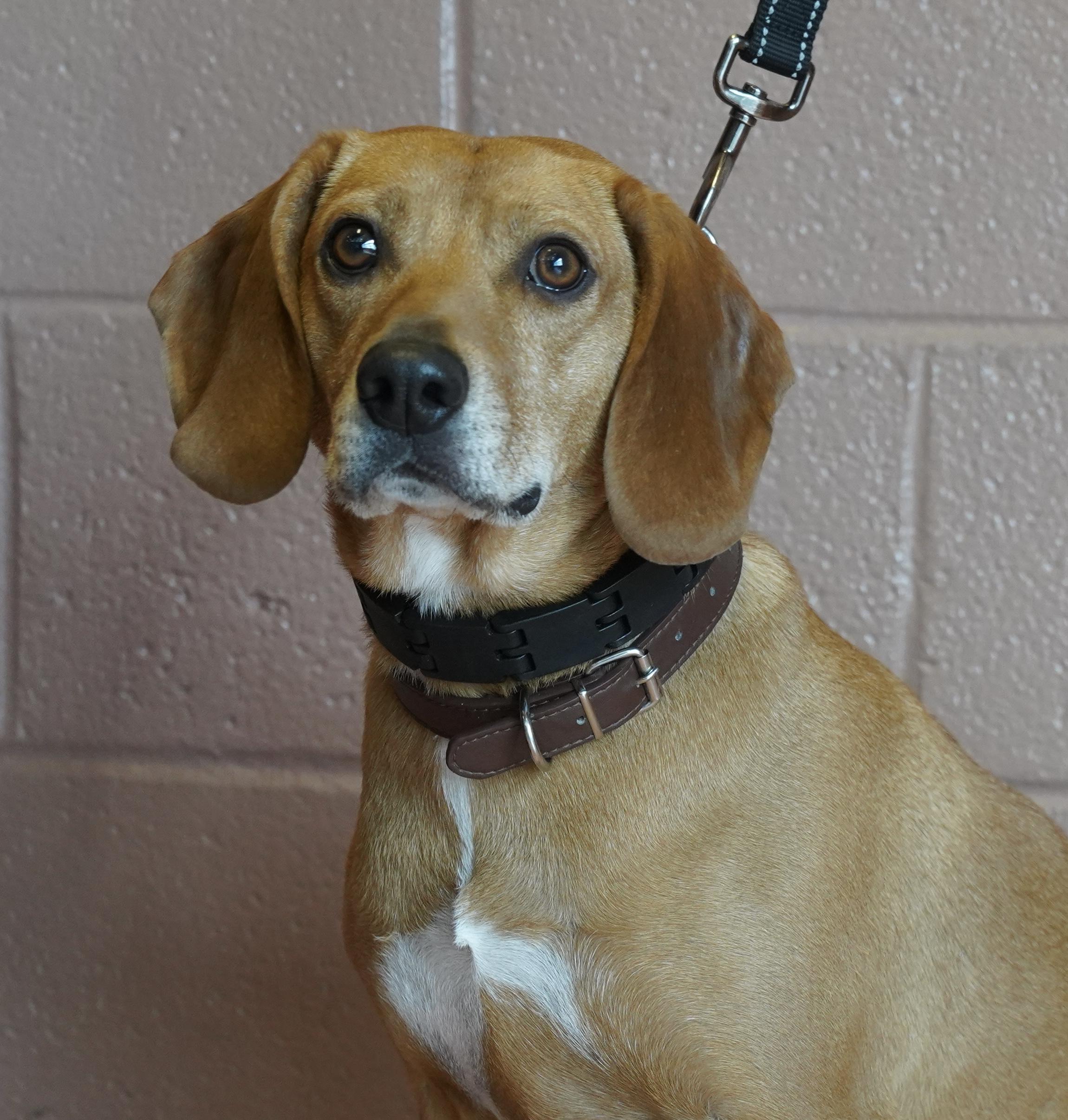 Enlarge Carson, an adopted mixed breed in Pottsville, PA image 1/5