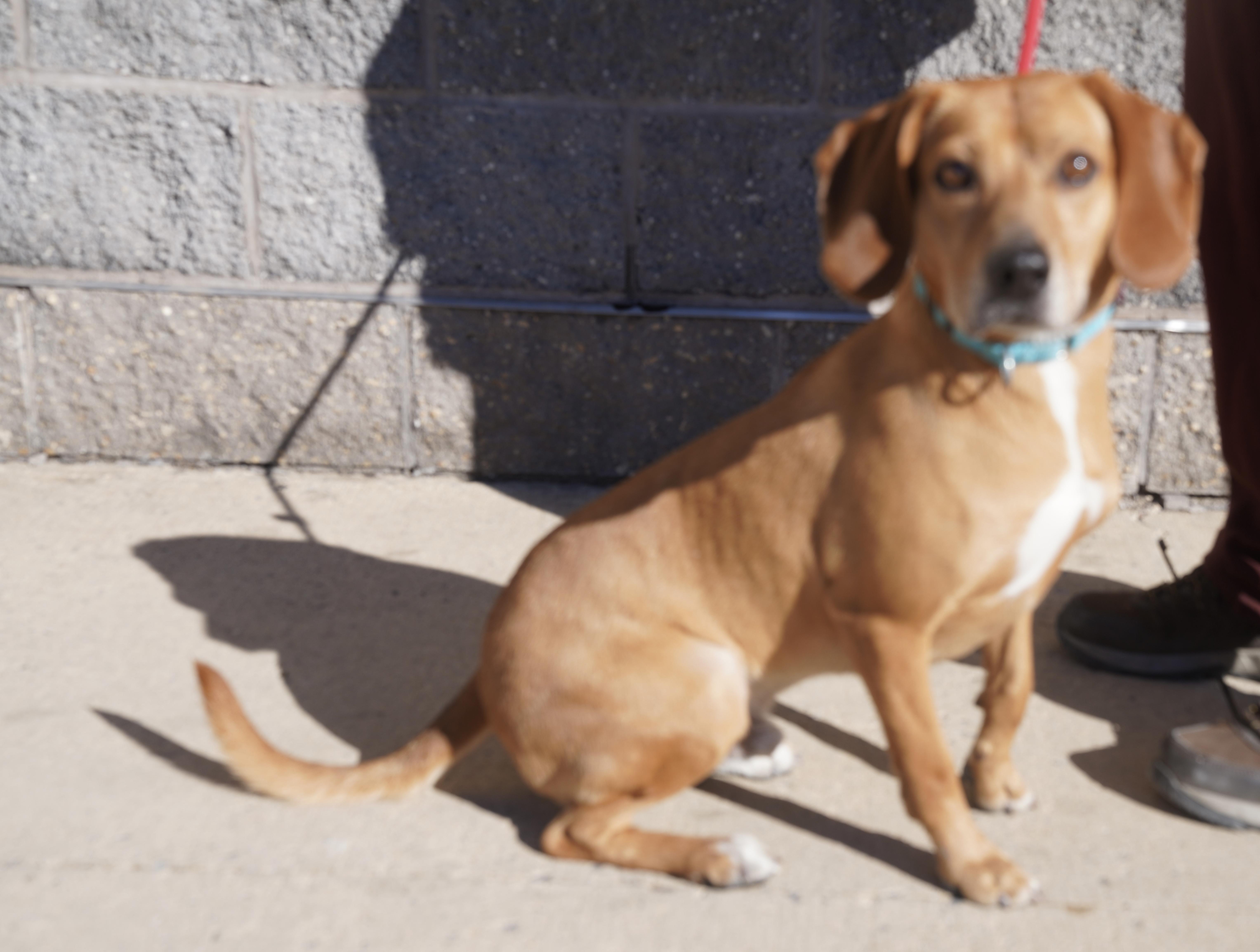 Carson, a Adoptable mixed breed in Pottsville, PA image 1/4