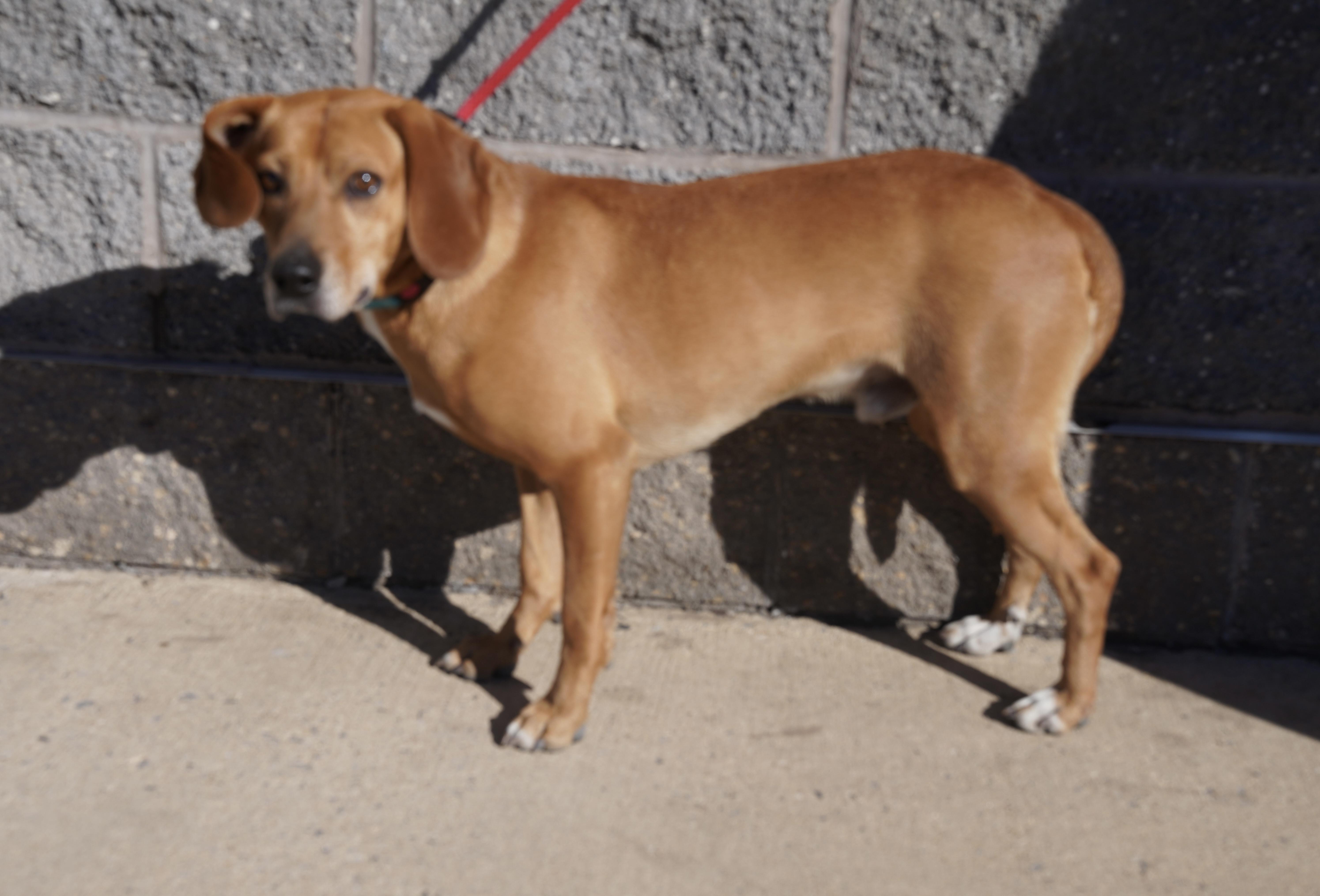 Carson, a Adoptable mixed breed in Pottsville, PA image 2/4