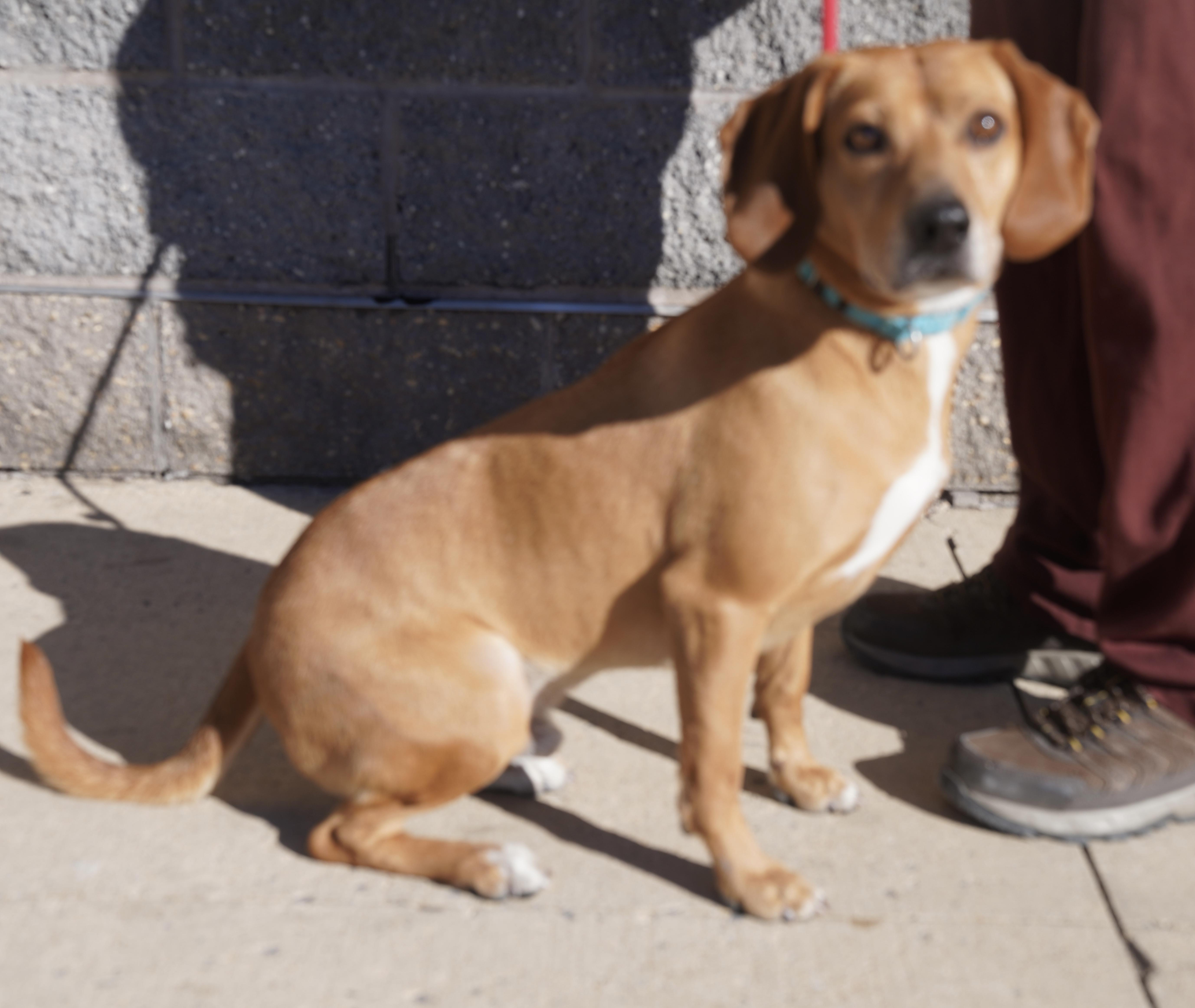 Carson, a Adoptable mixed breed in Pottsville, PA image 3/4