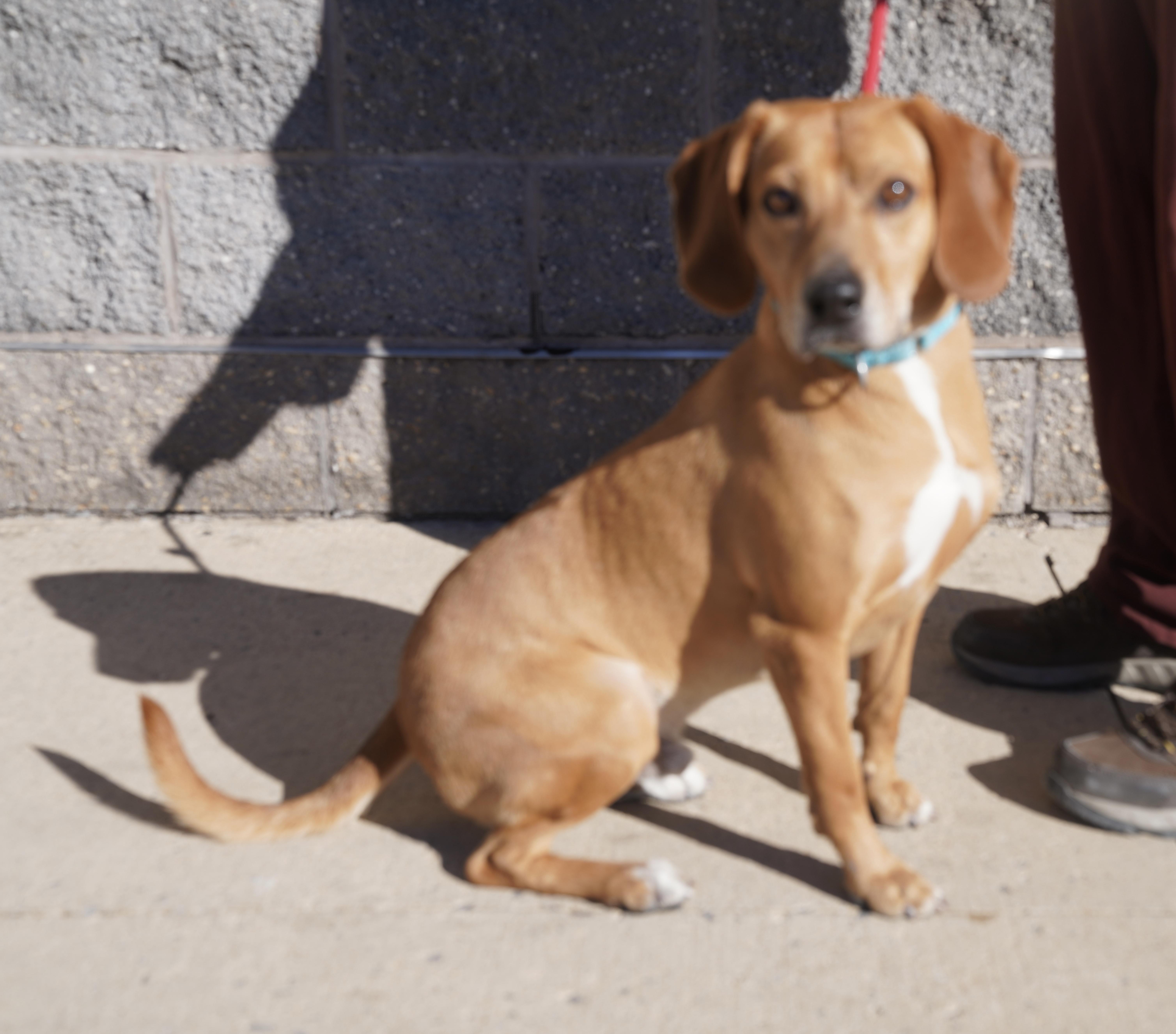 Carson, a Adoptable mixed breed in Pottsville, PA image 4/4