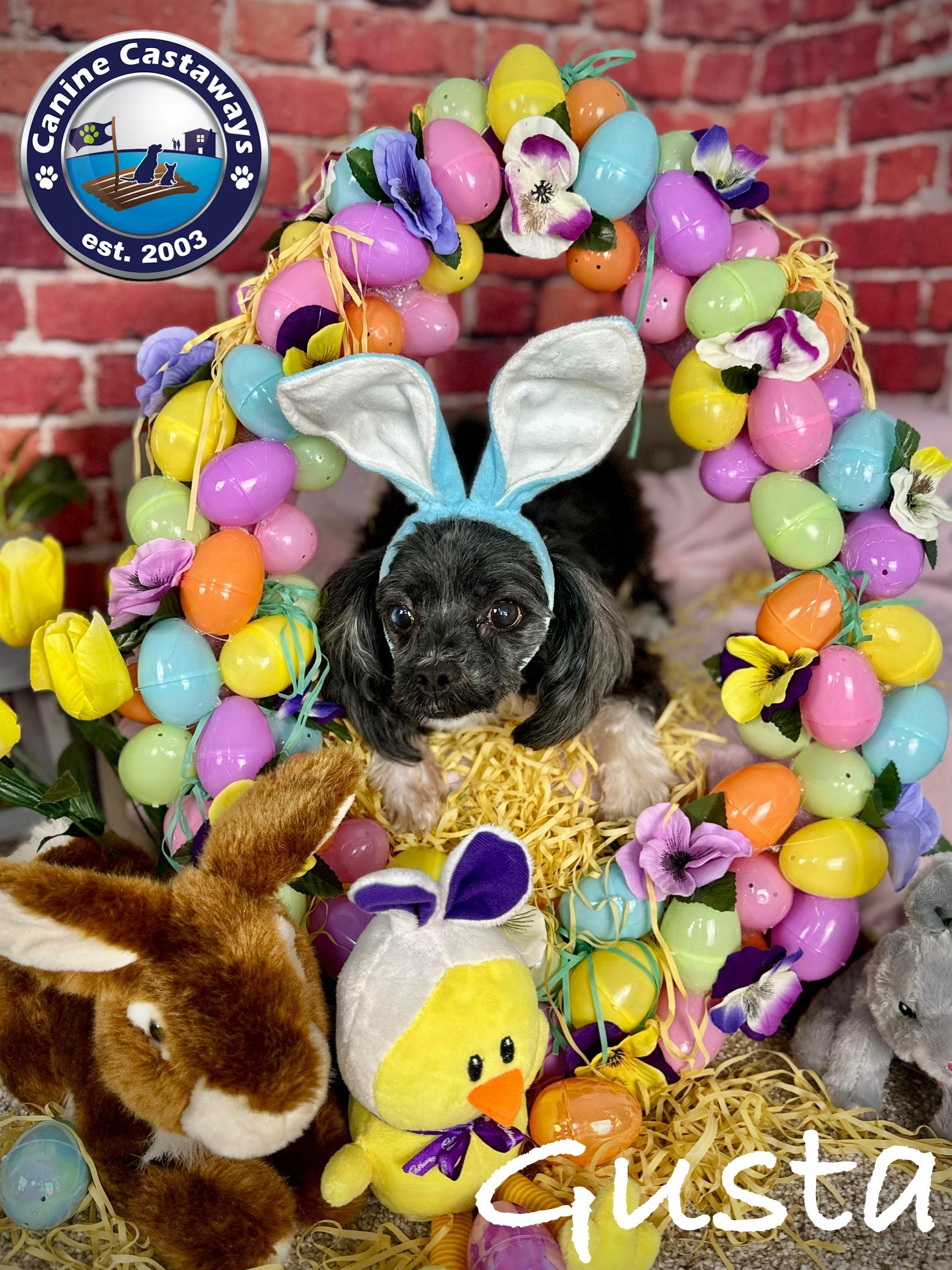 Gusta, a Adoptable mixed breed in Arcadia, FL image 6/6