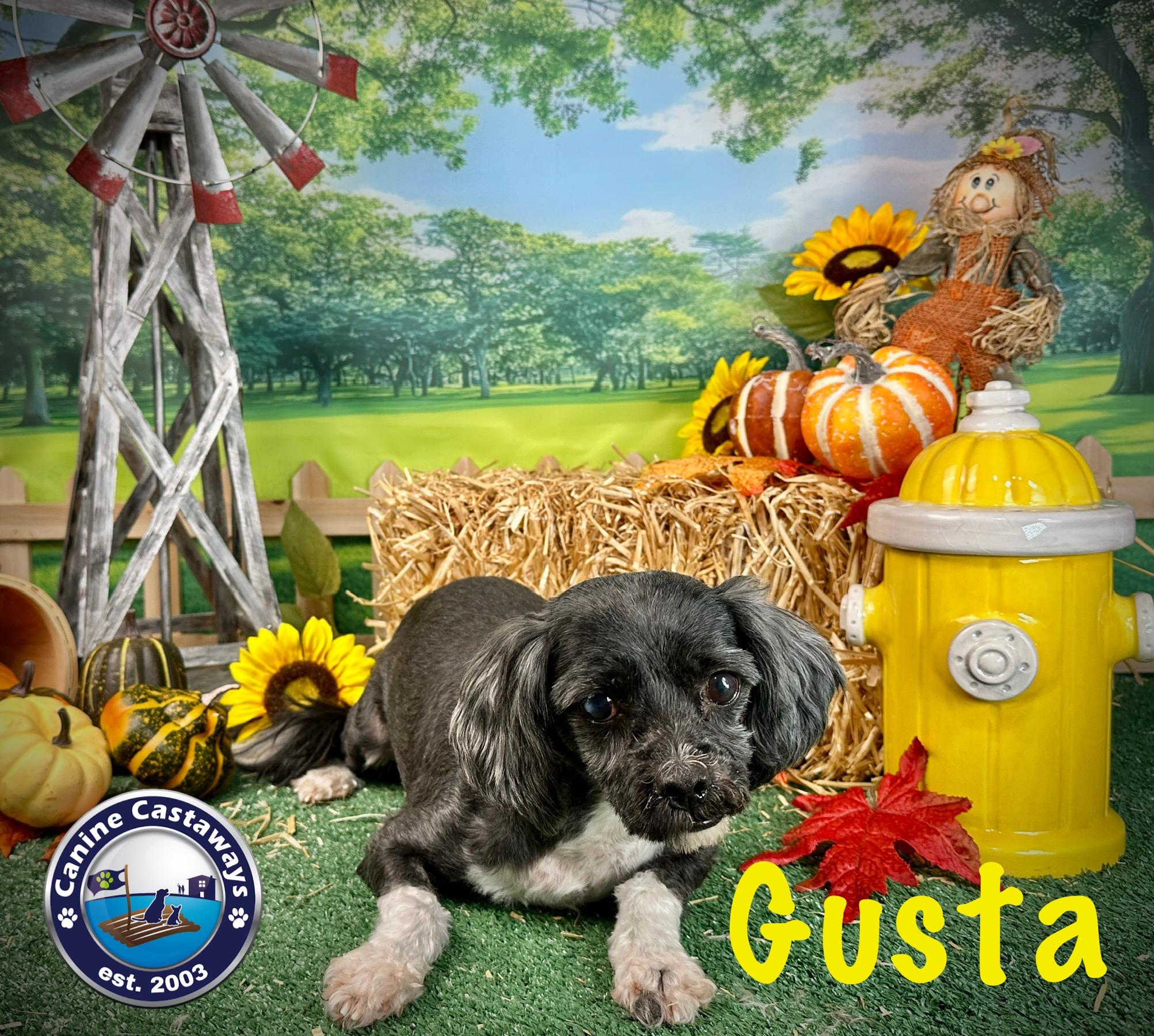 Gusta, an adoptable Maltipoo in Arcadia, FL, 34266 | Photo Image 6