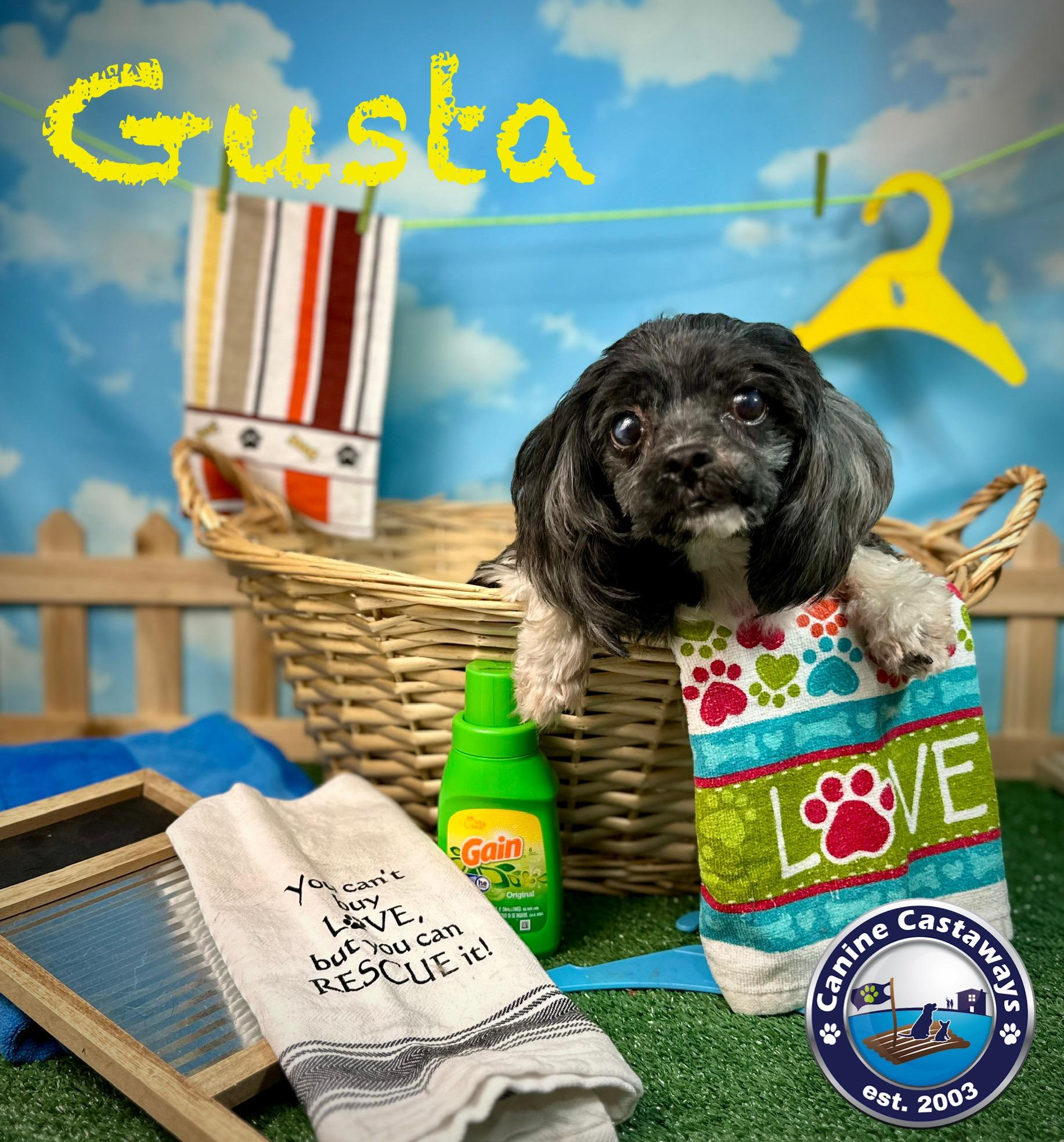 Gusta, Adoptable, Adult Male Maltipoo.