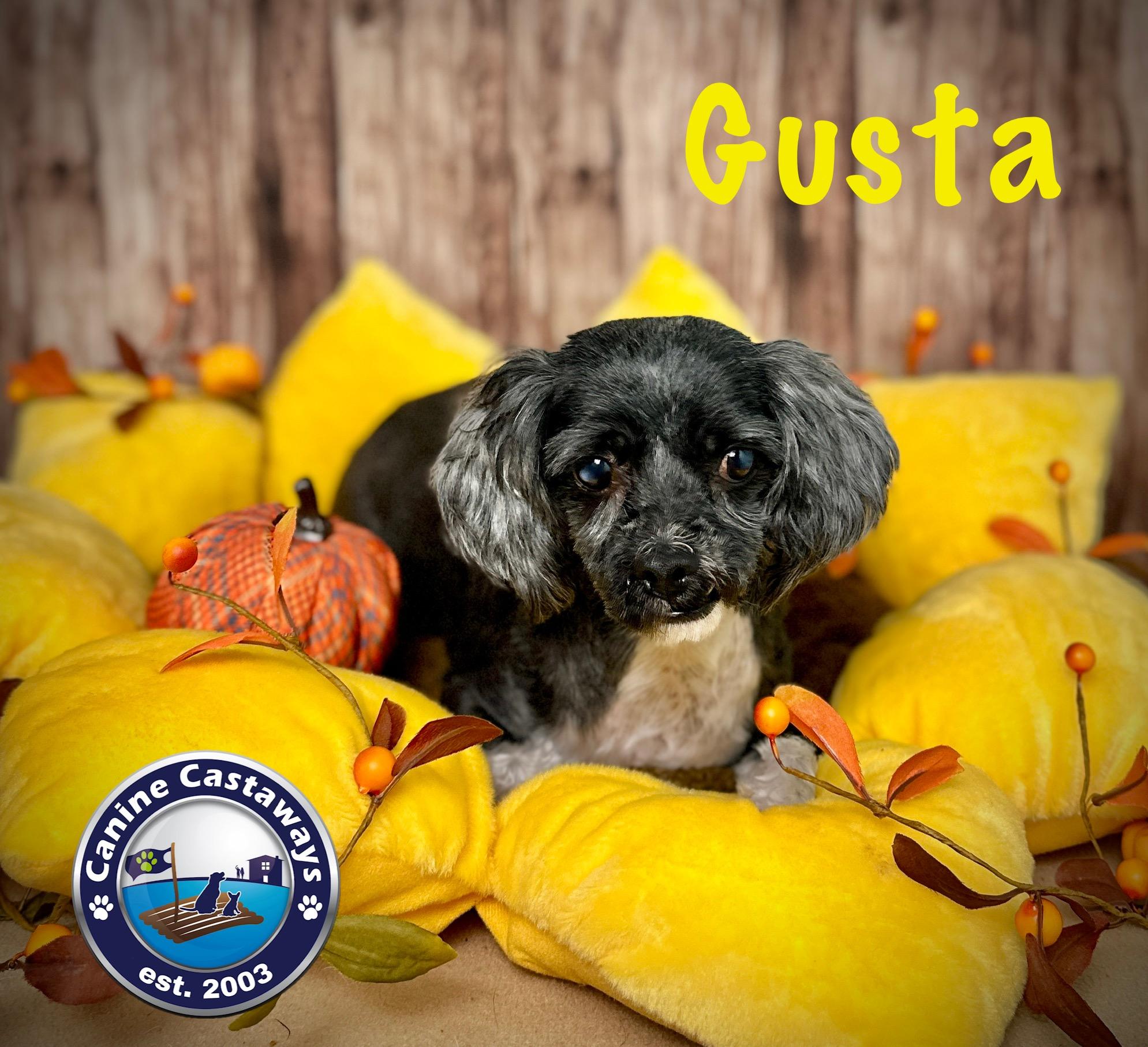 Gusta, a Adoptable mixed breed in Arcadia, FL image 1/6
