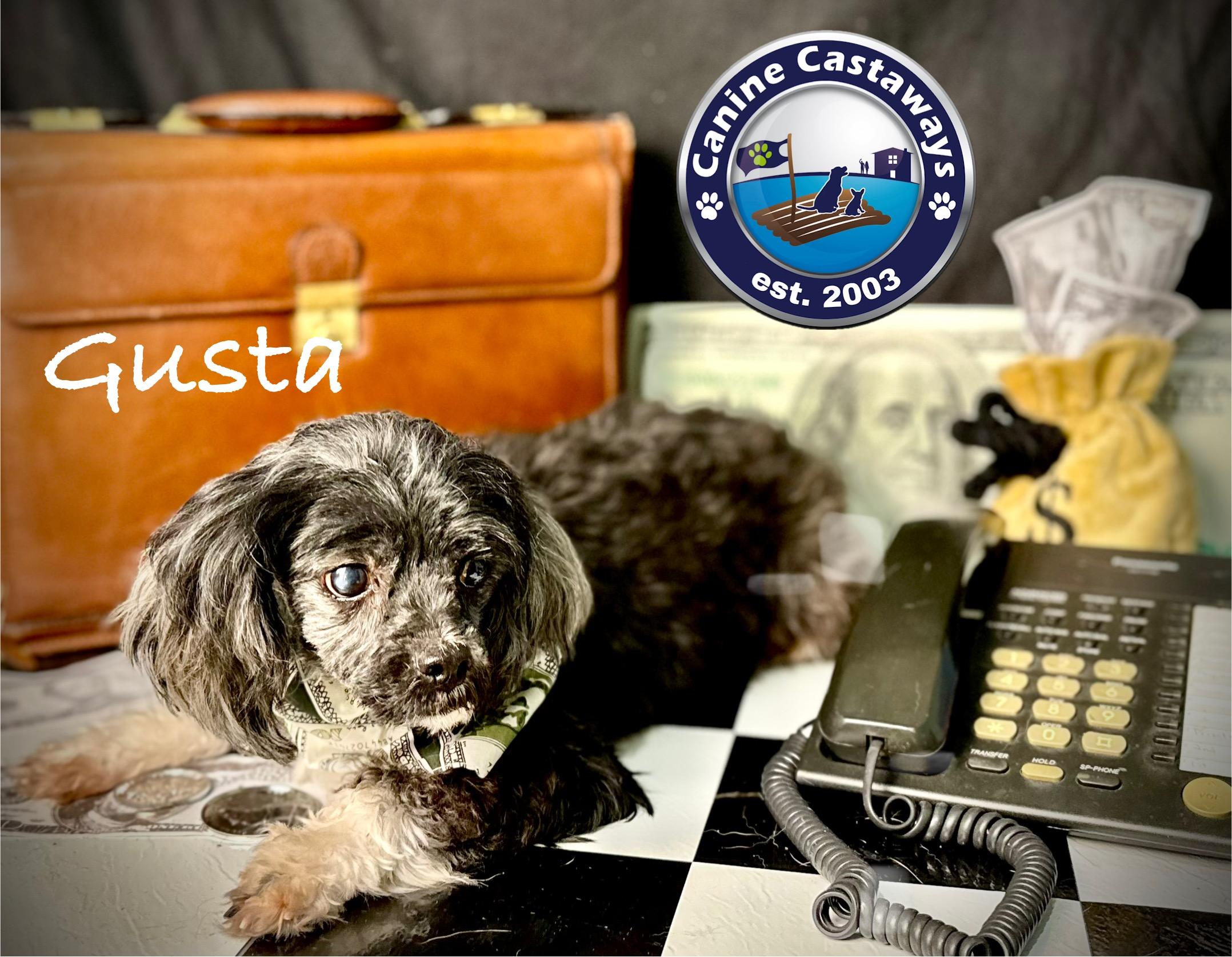 Gusta, a Adoptable mixed breed in Arcadia, FL image 5/6