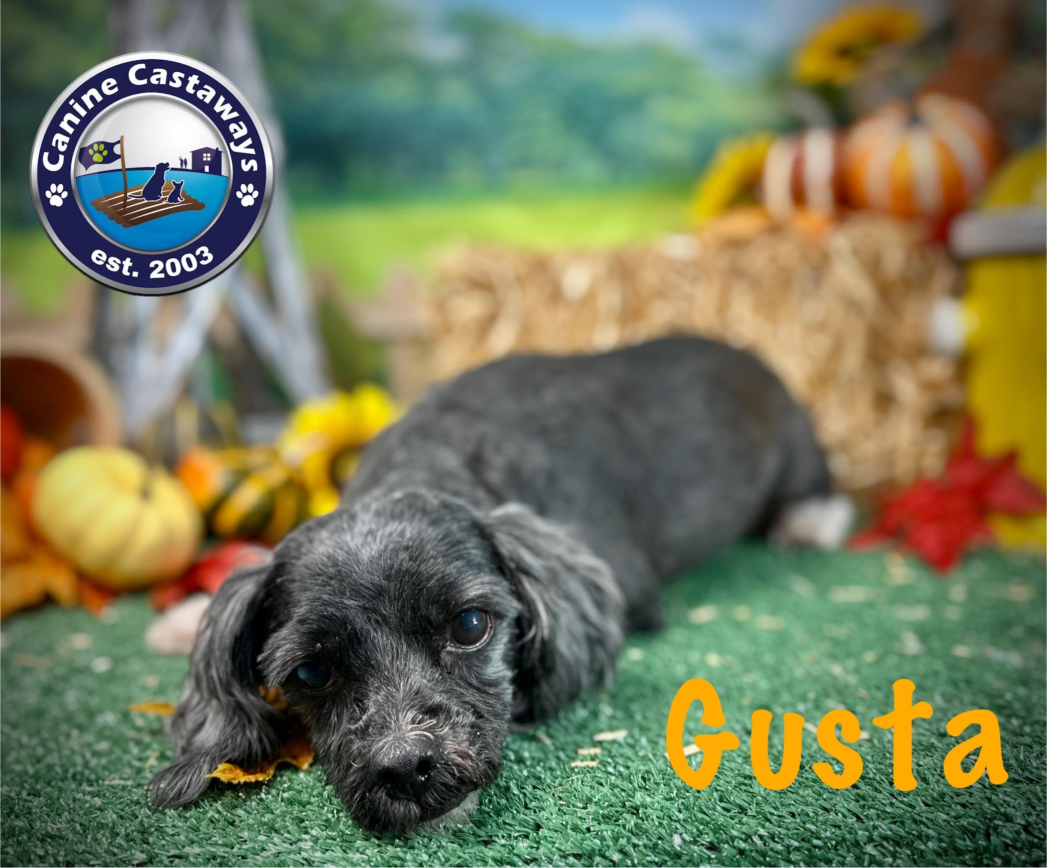 Gusta, an adoptable Maltipoo in Arcadia, FL, 34266 | Photo Image 4