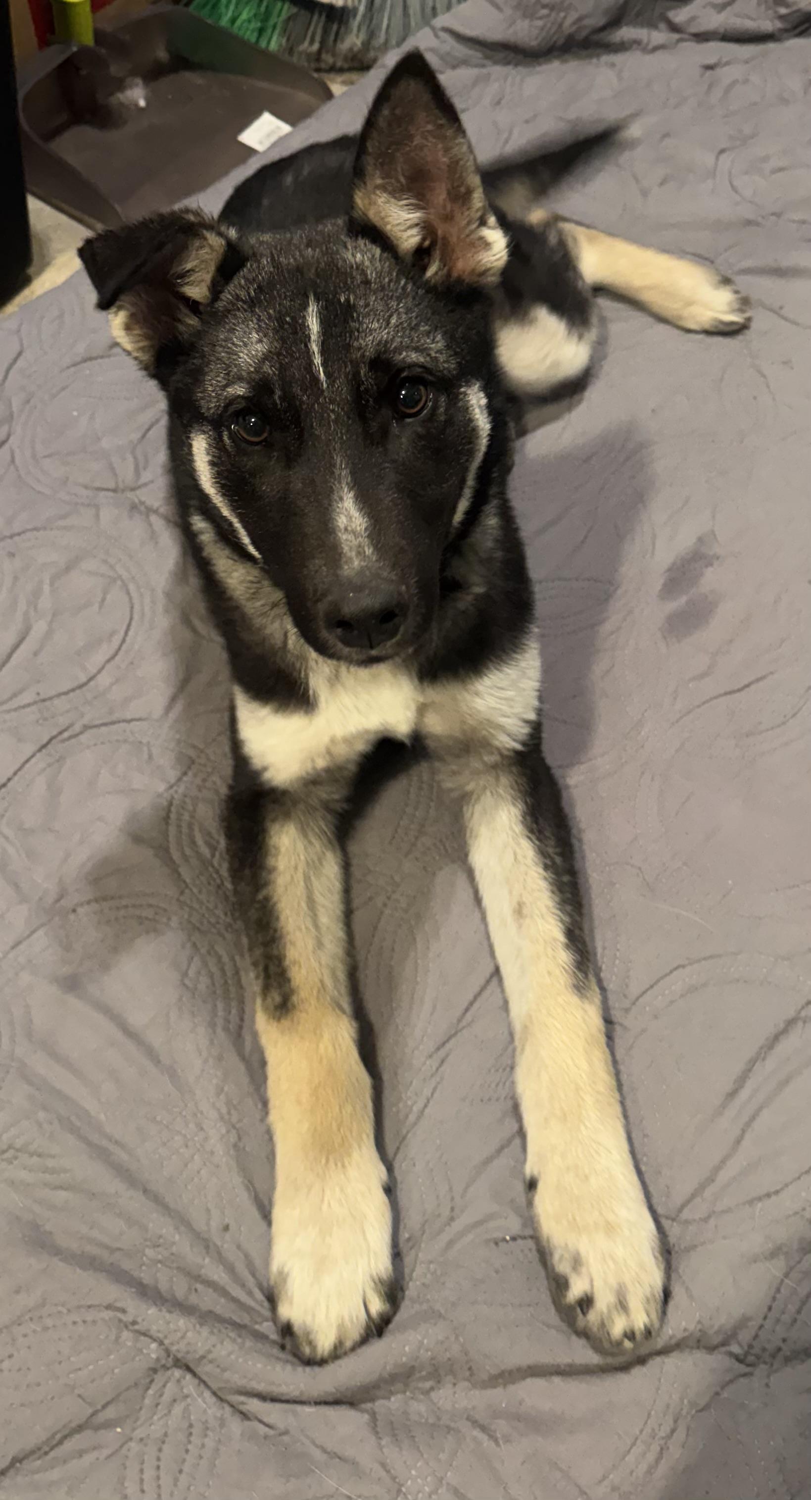 Valor — thumbnail 2