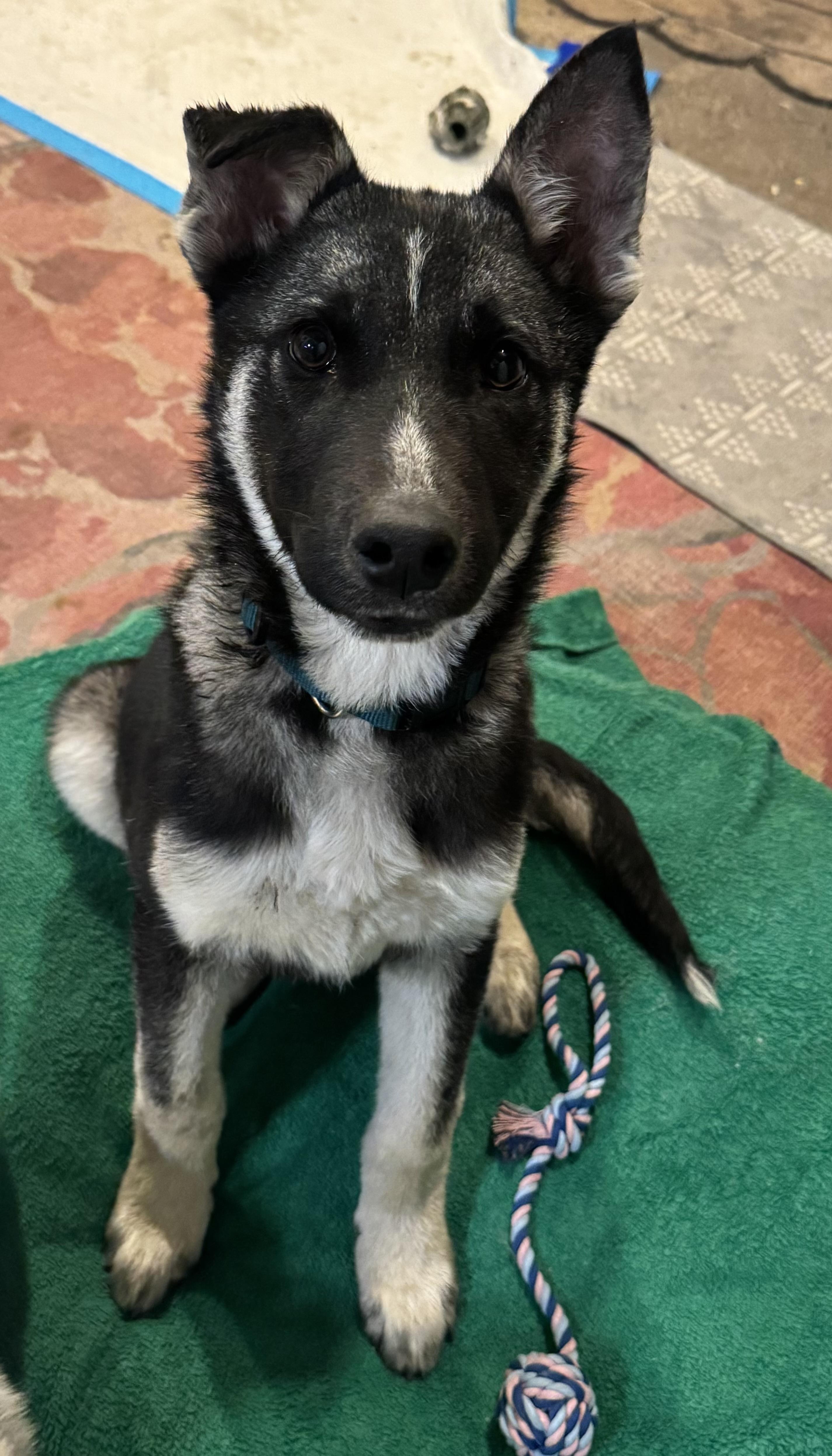 Valor — thumbnail 3