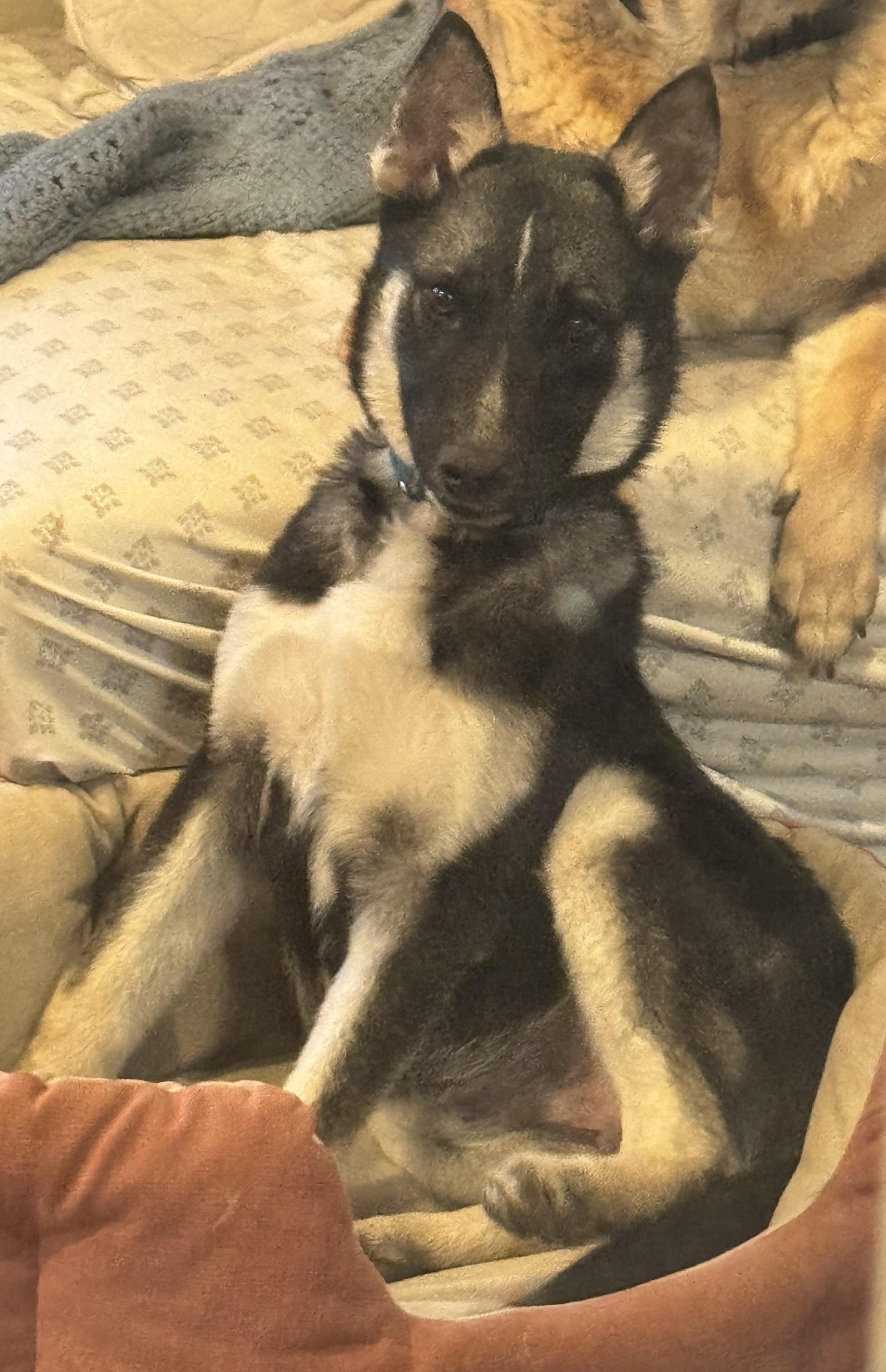 Valor — thumbnail 4