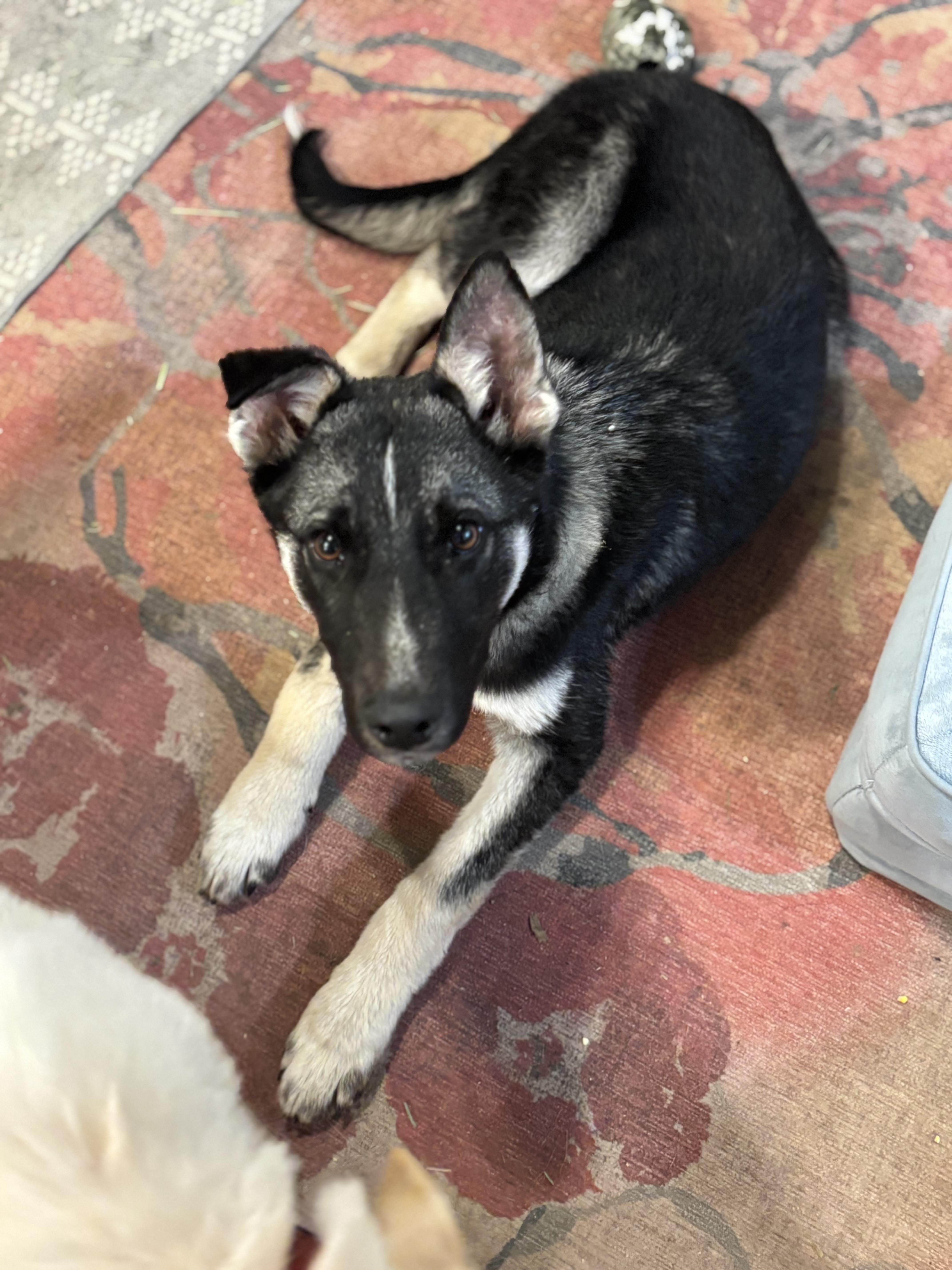 Valor — thumbnail 5