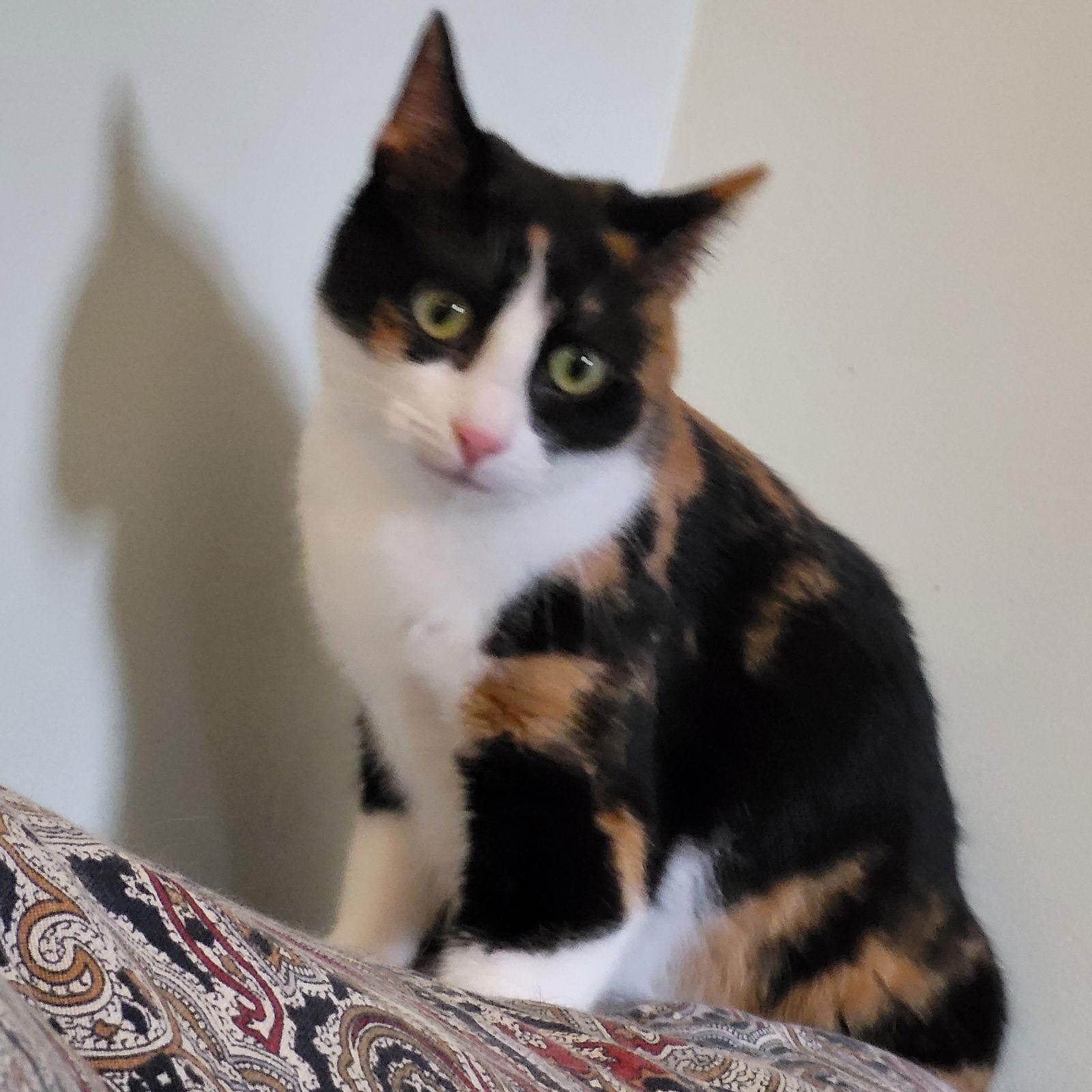 Lizi & Adi - Bonded Pair, Adoptable, Adult Female Domestic Short Hair.