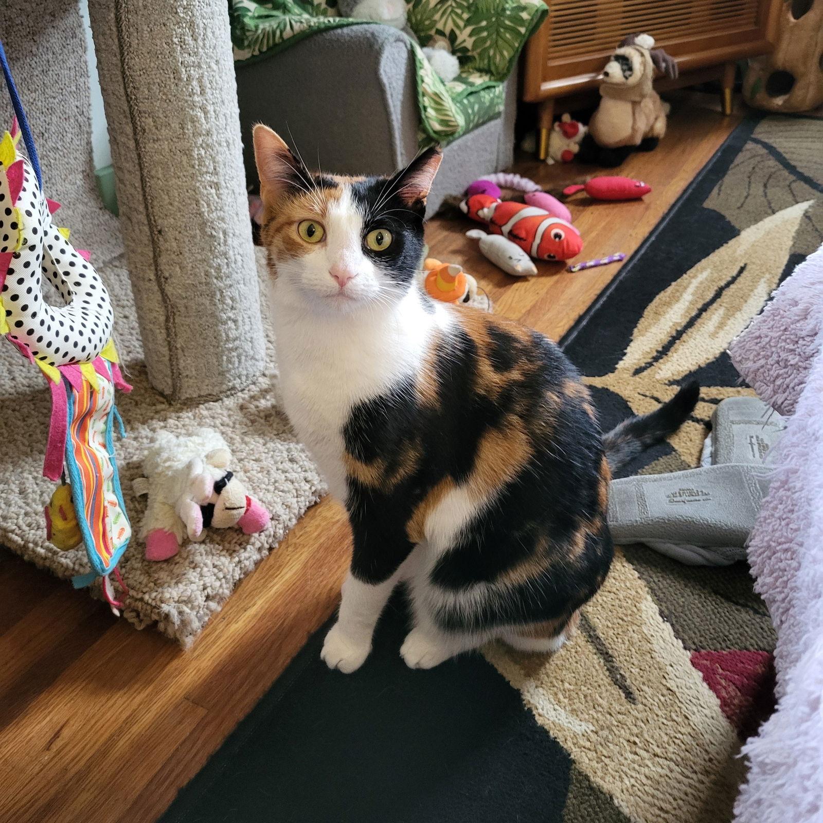 Lizi & Adi - Bonded Pair, Adoptable, Adult Female Domestic Short Hair.