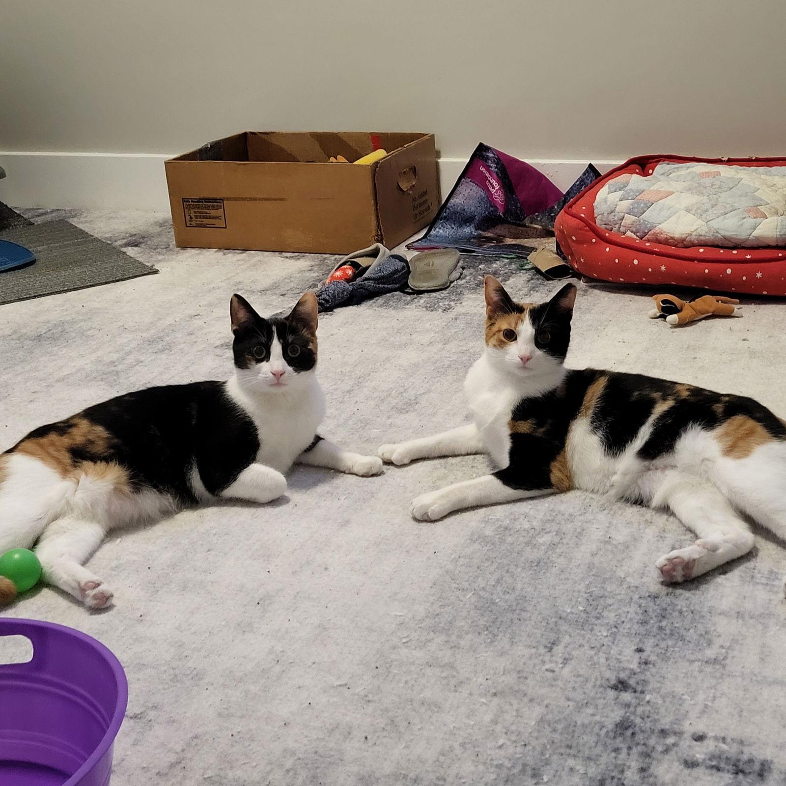 Enlarge Lizi & Adi - Bonded Pair, a Adoptable Domestic Short Hair in Rochester, NY image 3/3