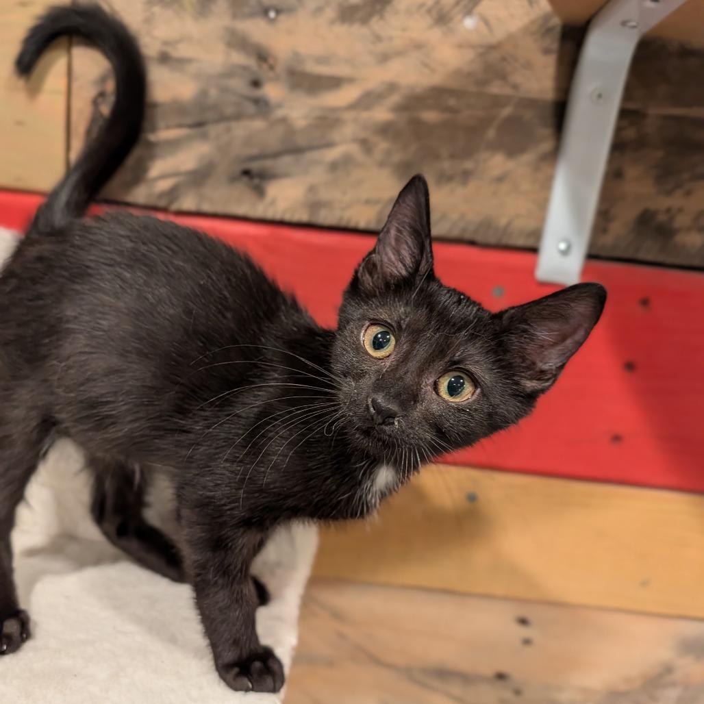 Enlarge Keister, a Adoptable Domestic Short Hair in Cape Girardeau, MO image 1/3