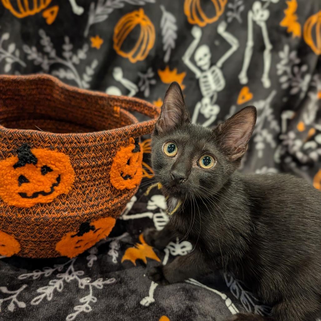 Enlarge Keister, a Adoptable Domestic Short Hair in Cape Girardeau, MO image 2/3