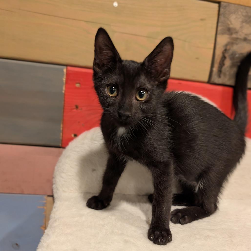 Enlarge Keister, a Adoptable Domestic Short Hair in Cape Girardeau, MO image 3/3