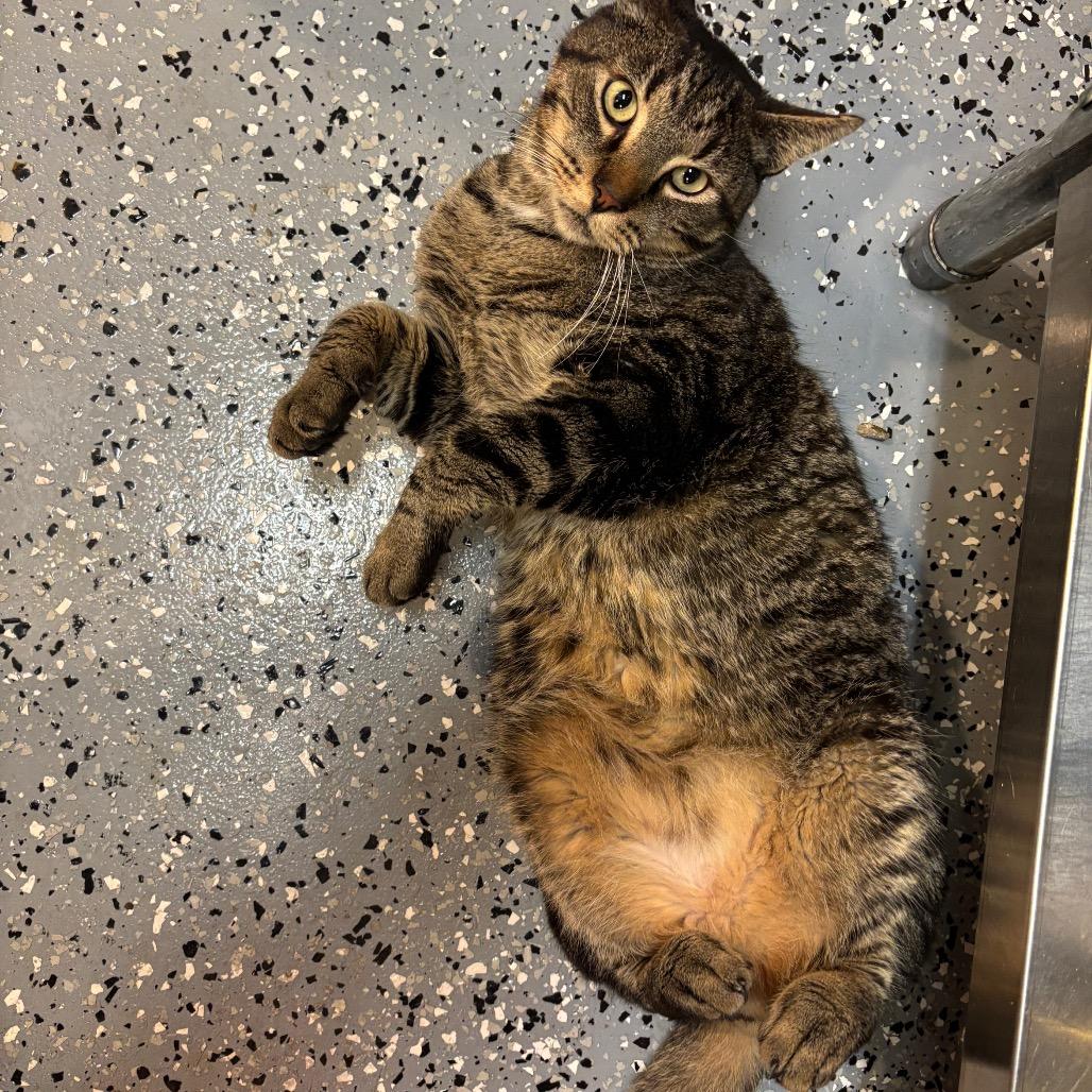 Bobini, Adoptable, Adult Male Domestic Short Hair.