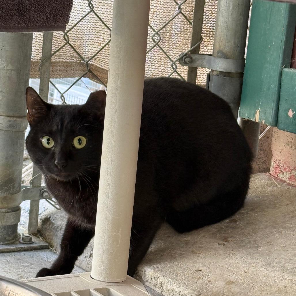 Enlarge mom cat, a Adoptable Domestic Short Hair in Desert Hot Springs, CA image 1/1