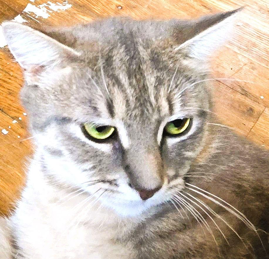 Enlarge Ray of Sunshine, a Adoptable Domestic Short Hair in Trenton, NJ image 1/3