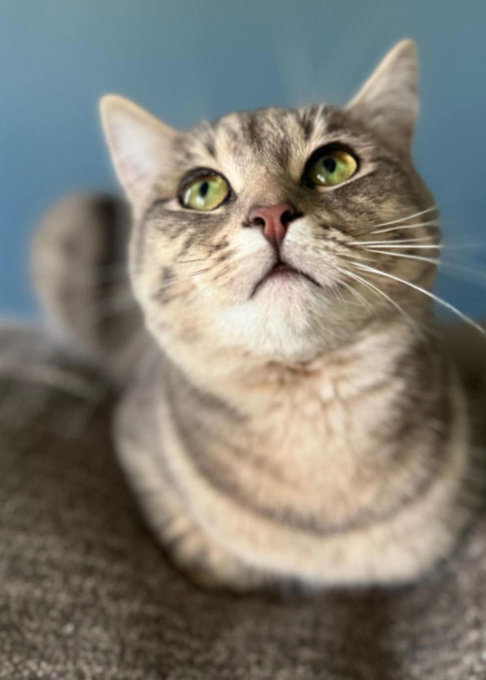 Enlarge Ray of Sunshine, a Adoptable Domestic Short Hair in Trenton, NJ image 3/3