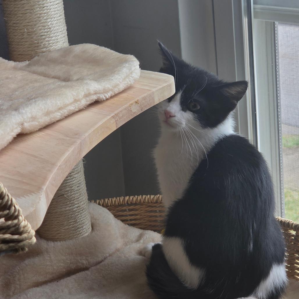 Enlarge Solstice, a Adoptable Domestic Short Hair in Granville, OH image 1/6