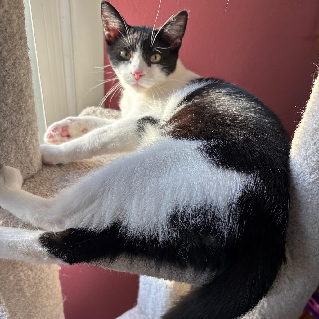 Enlarge Solstice, a Adoptable Domestic Short Hair in Granville, OH image 2/6