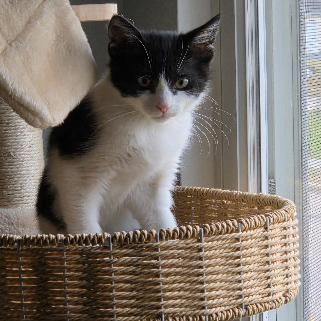 Enlarge Solstice, a Adoptable Domestic Short Hair in Granville, OH image 2/6